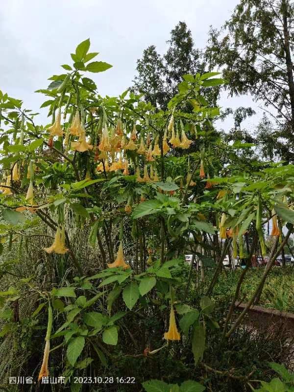 中铁黑龙滩1号粉黛花海