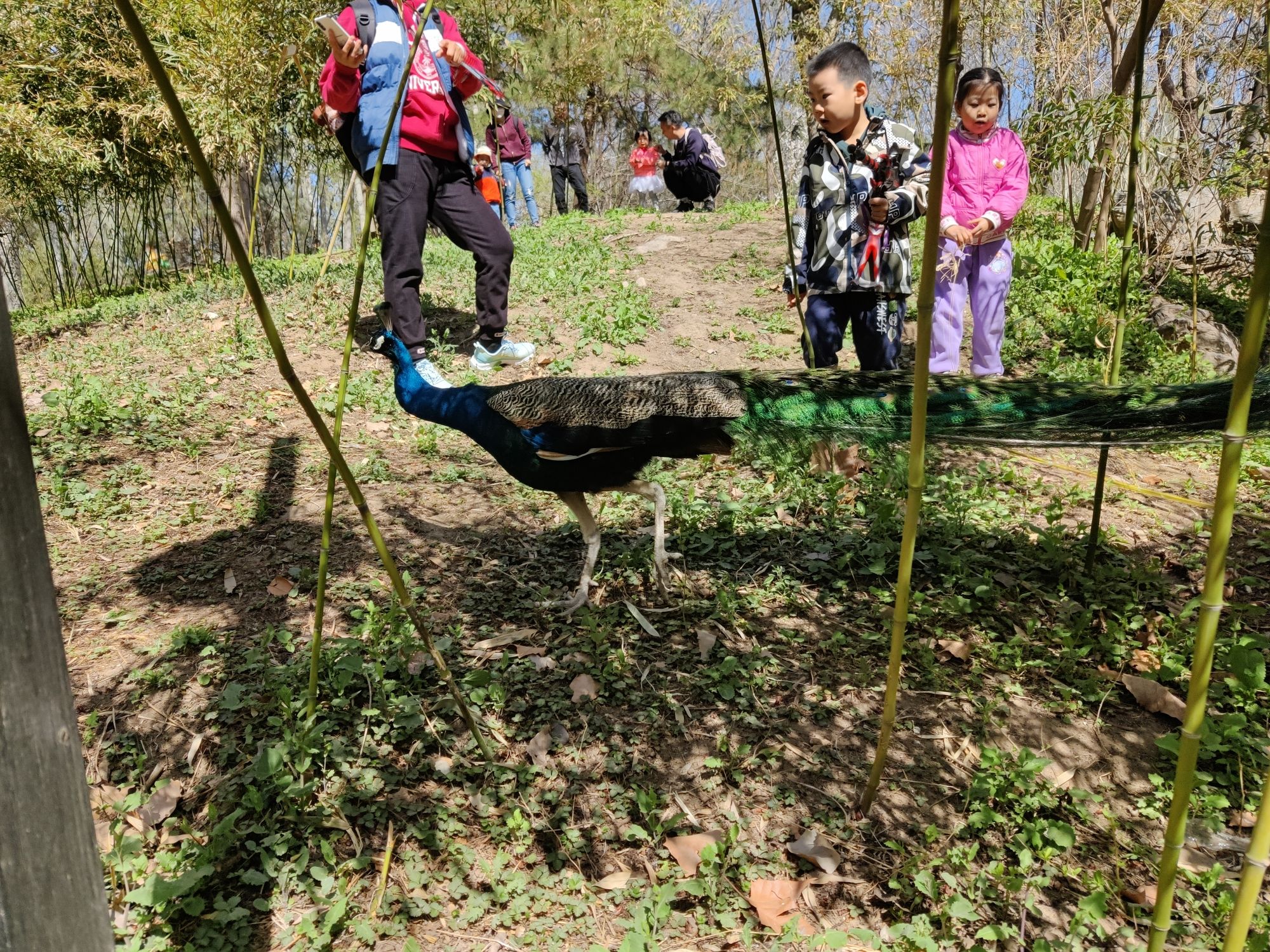 紫玉公园旅行图片