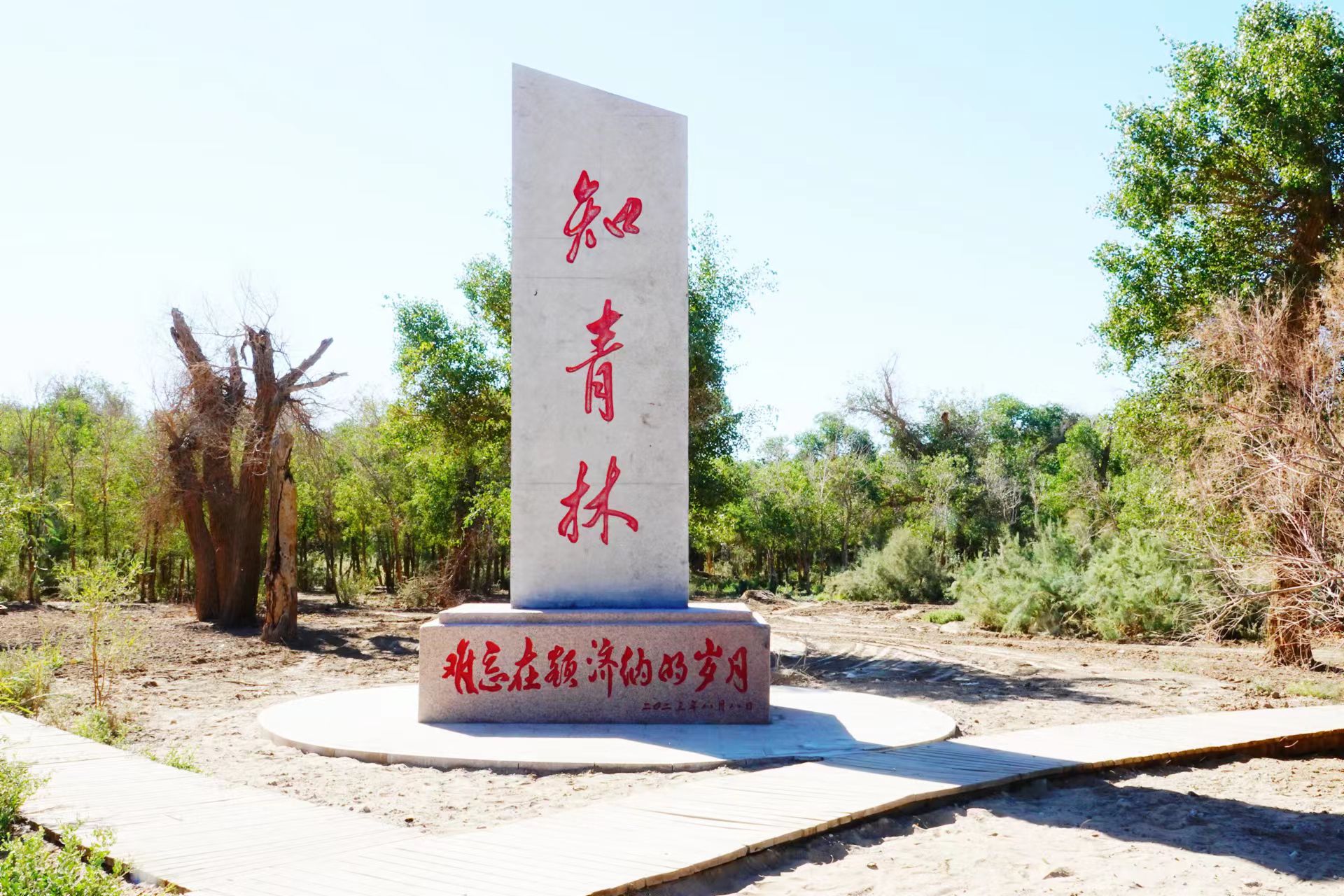 额济纳知青林旅行图片