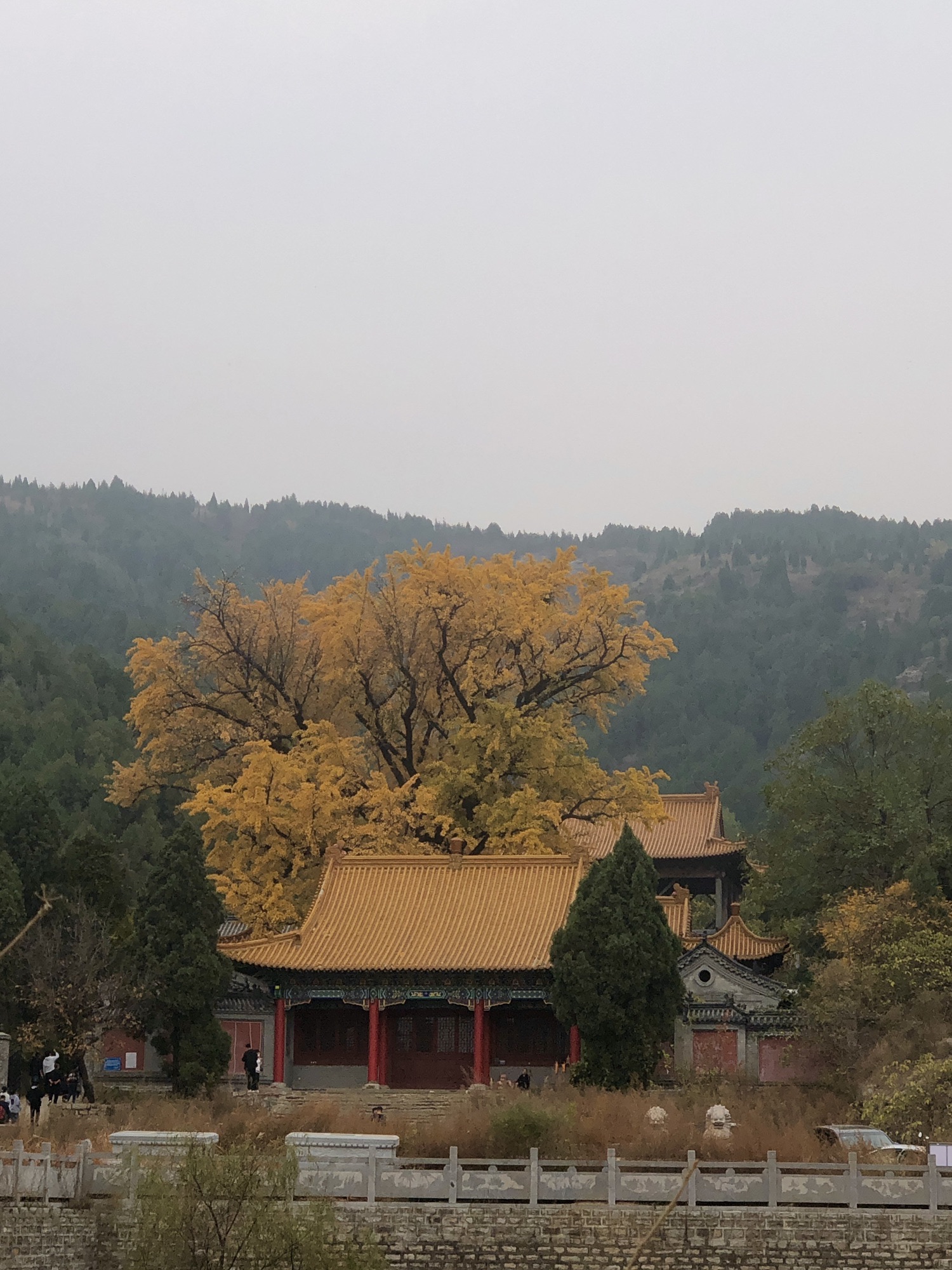 淌豆寺千年银杏树