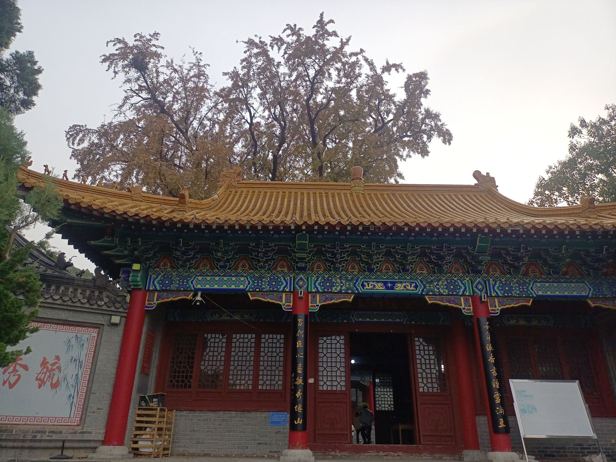 淌豆寺千年银杏树旅行图片