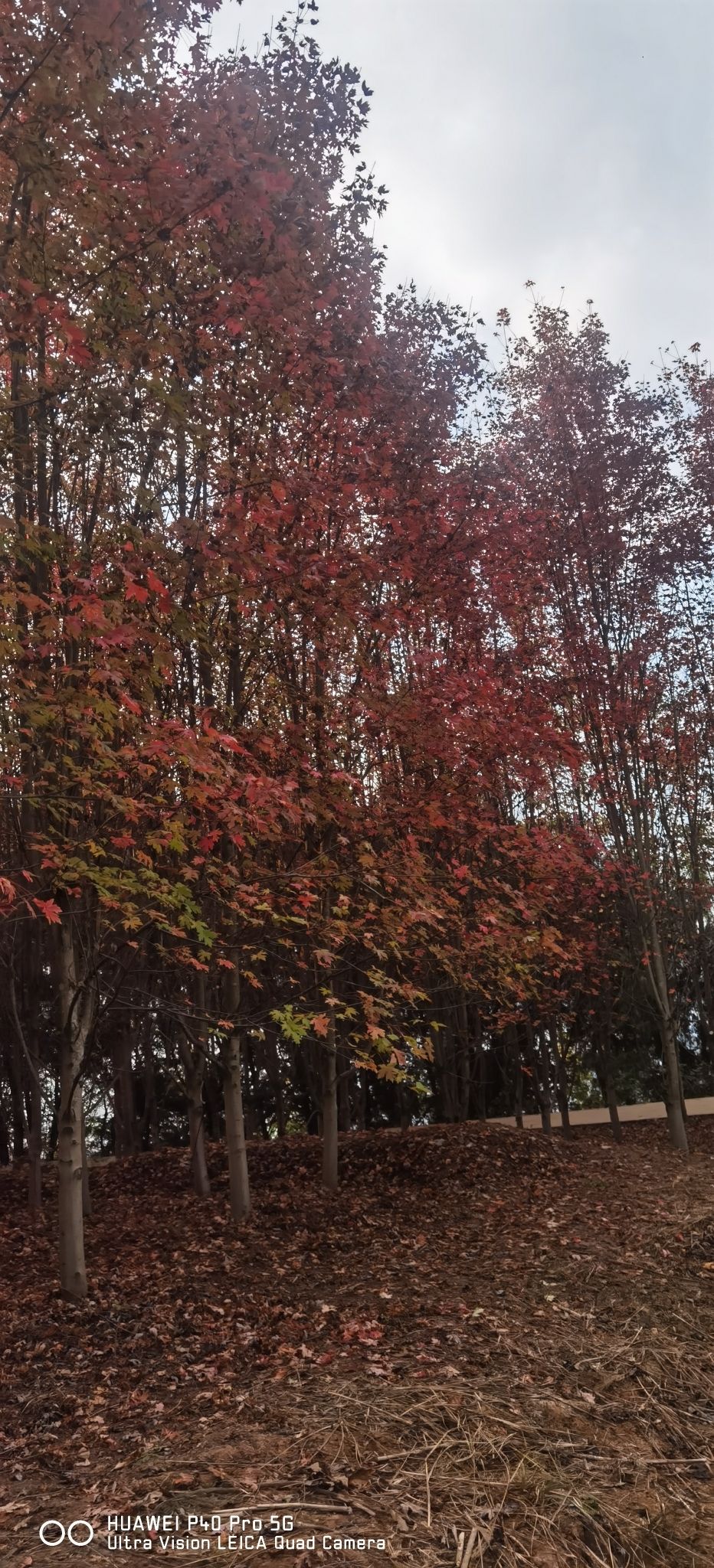 阆中红叶岭