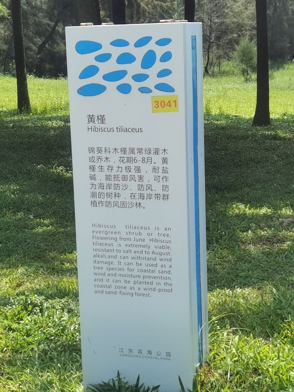 传忠湾黄槿