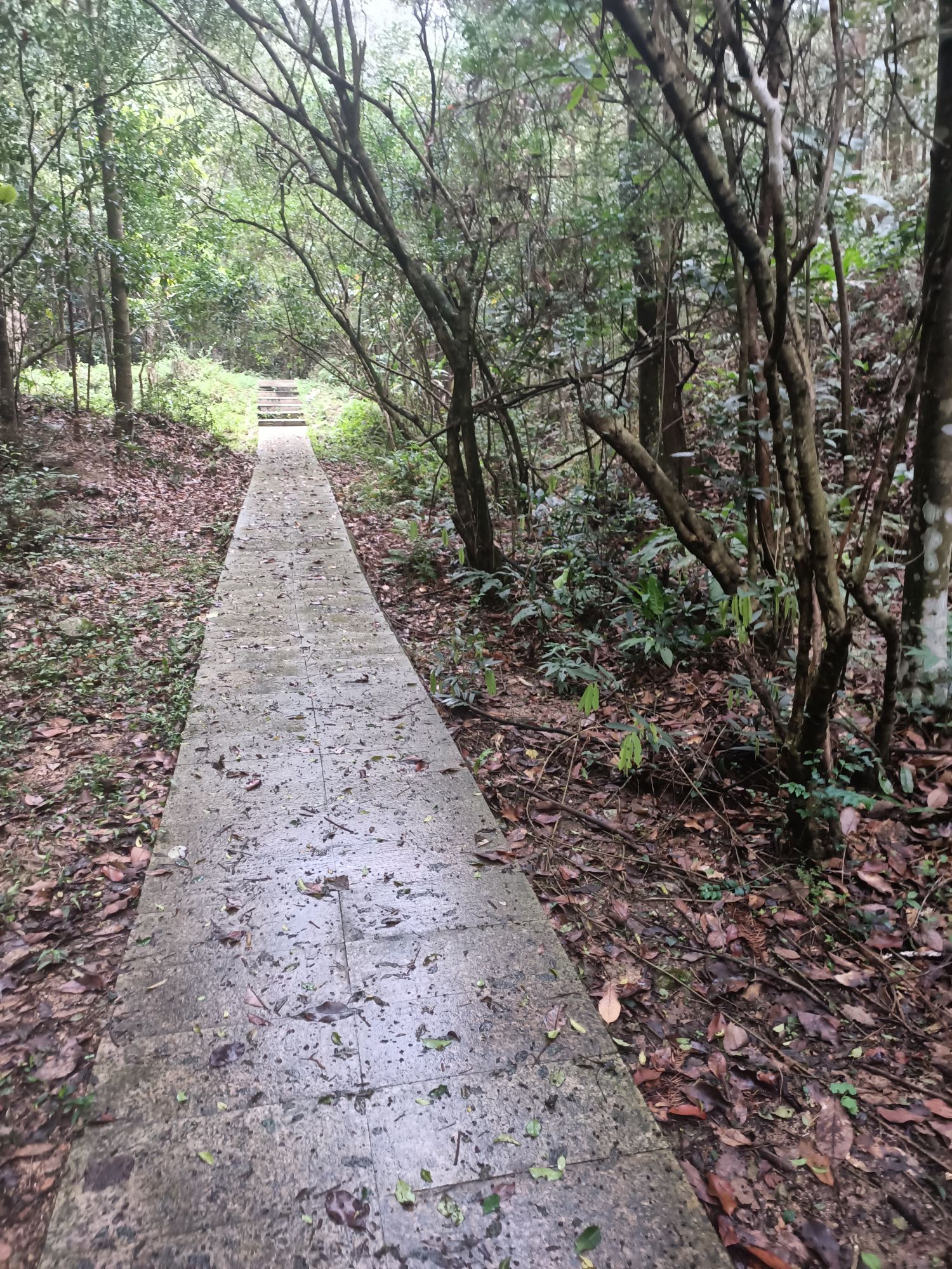 陆川县三台山森林公园