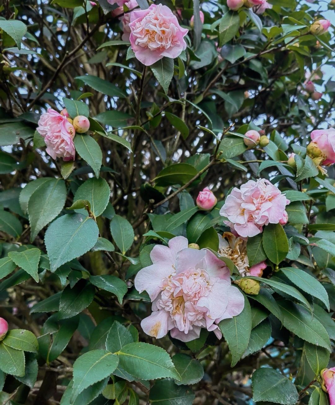 福安植物园