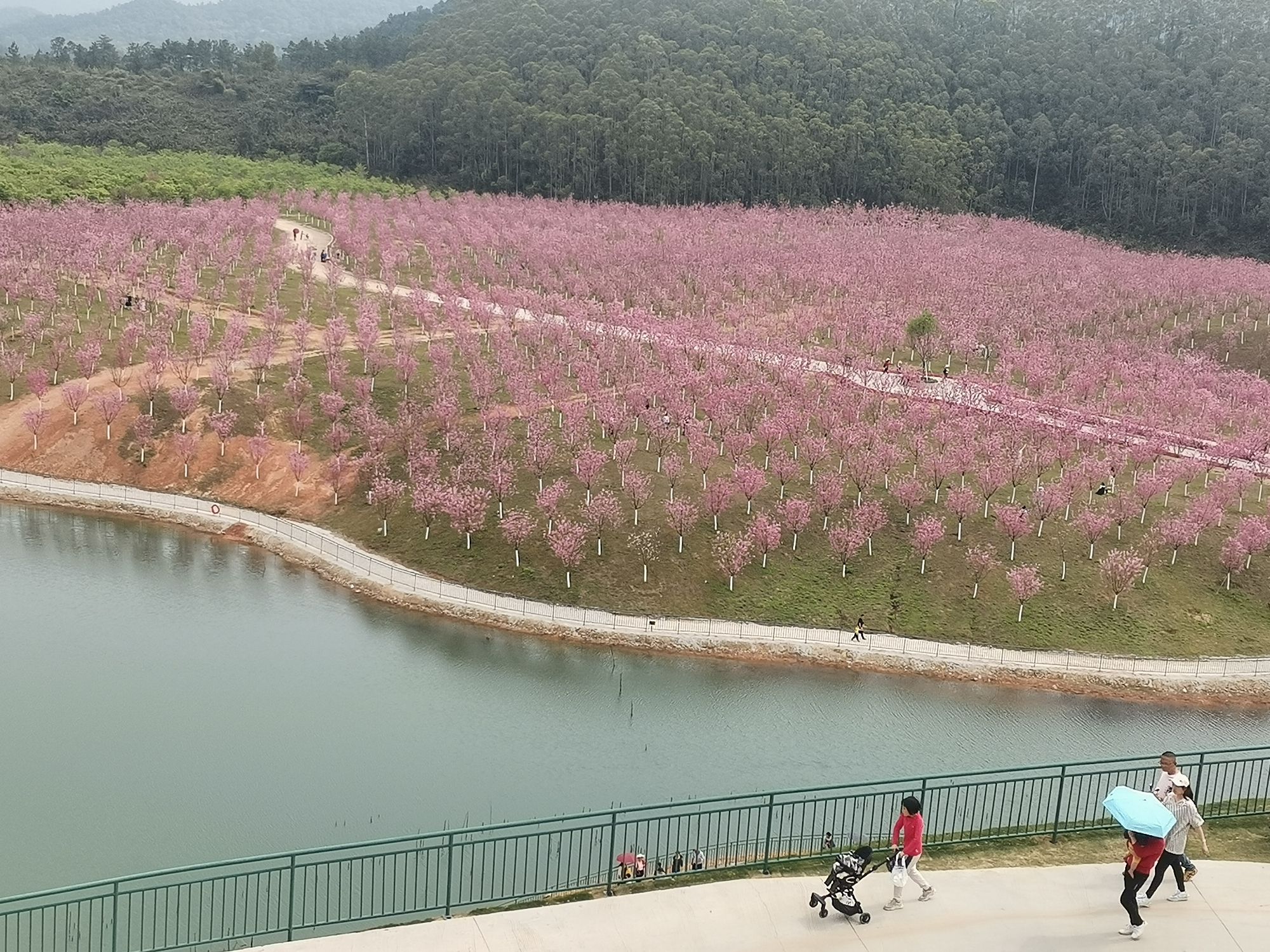 云浮樱花园旅行图片
