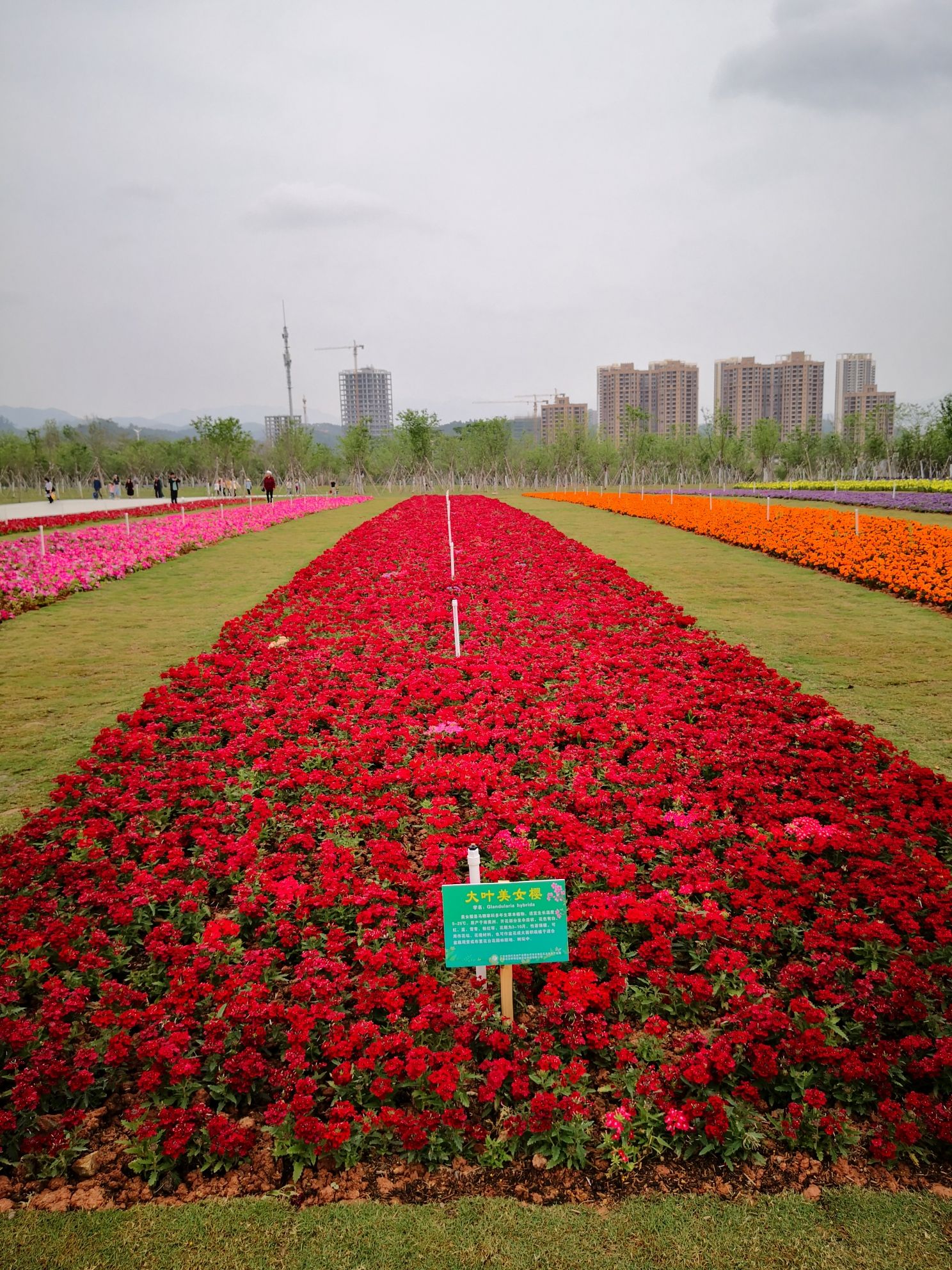 云浮樱花园旅行图片