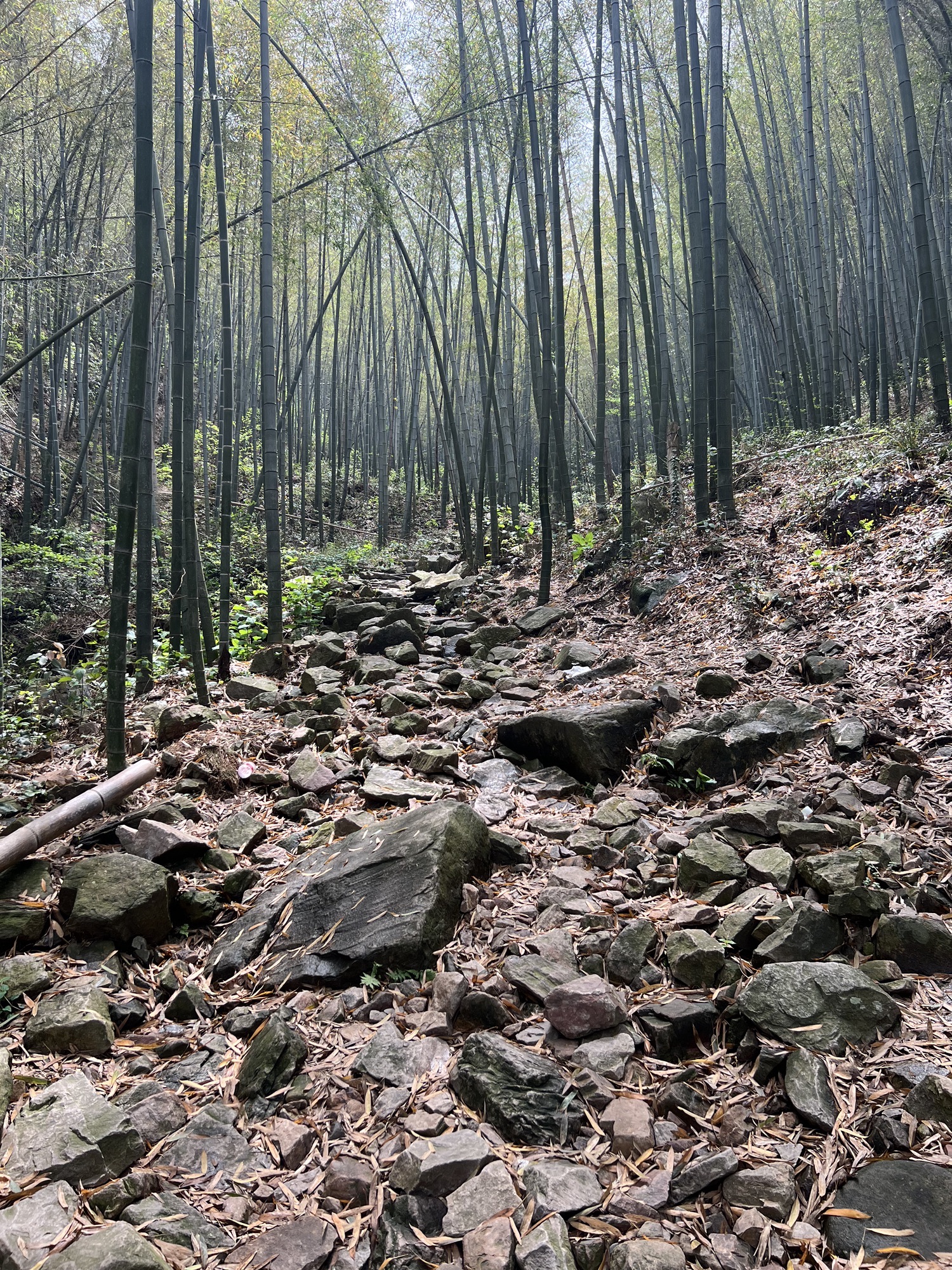 龙山茶经古道