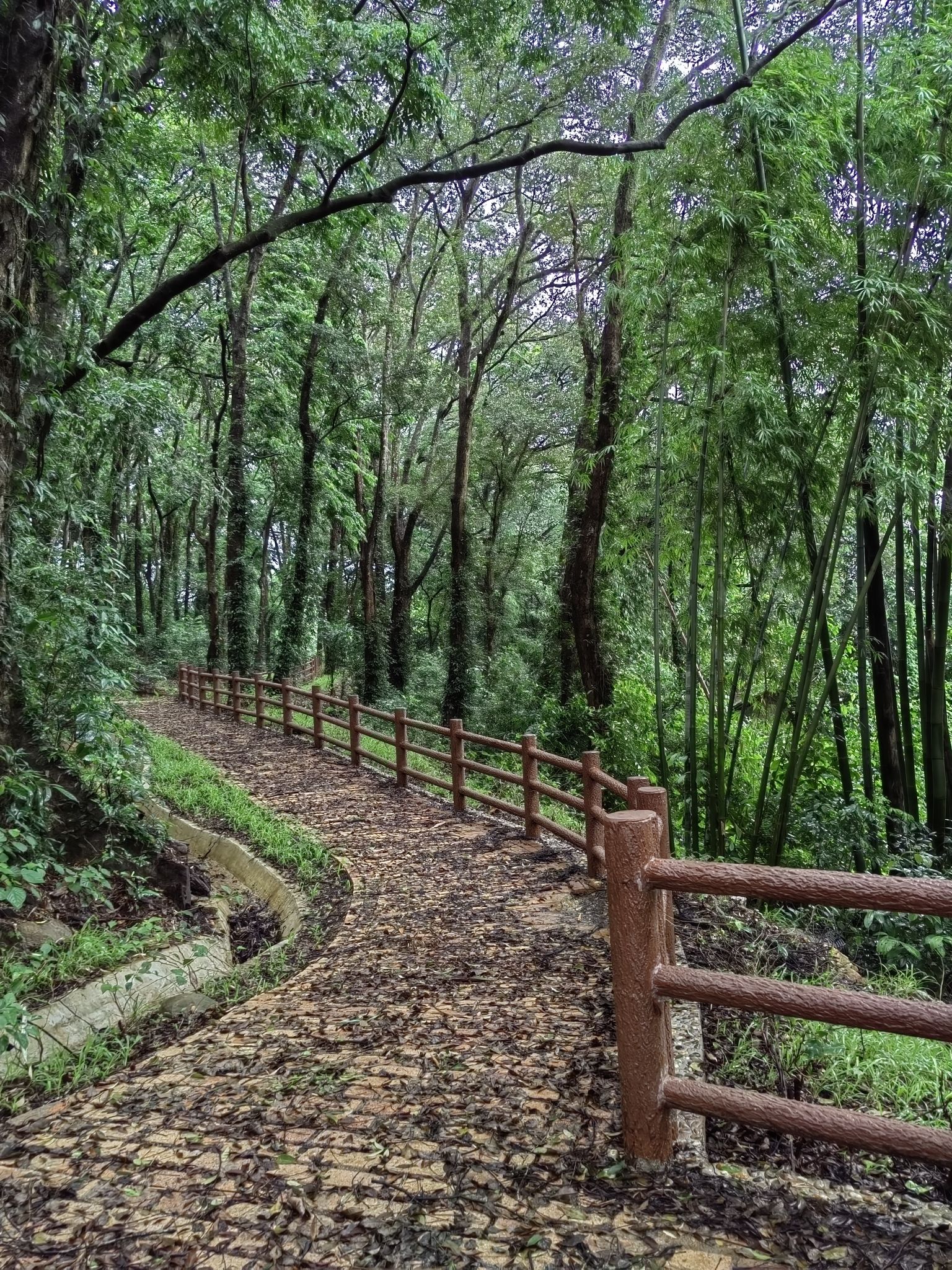 蕉坑古树公园