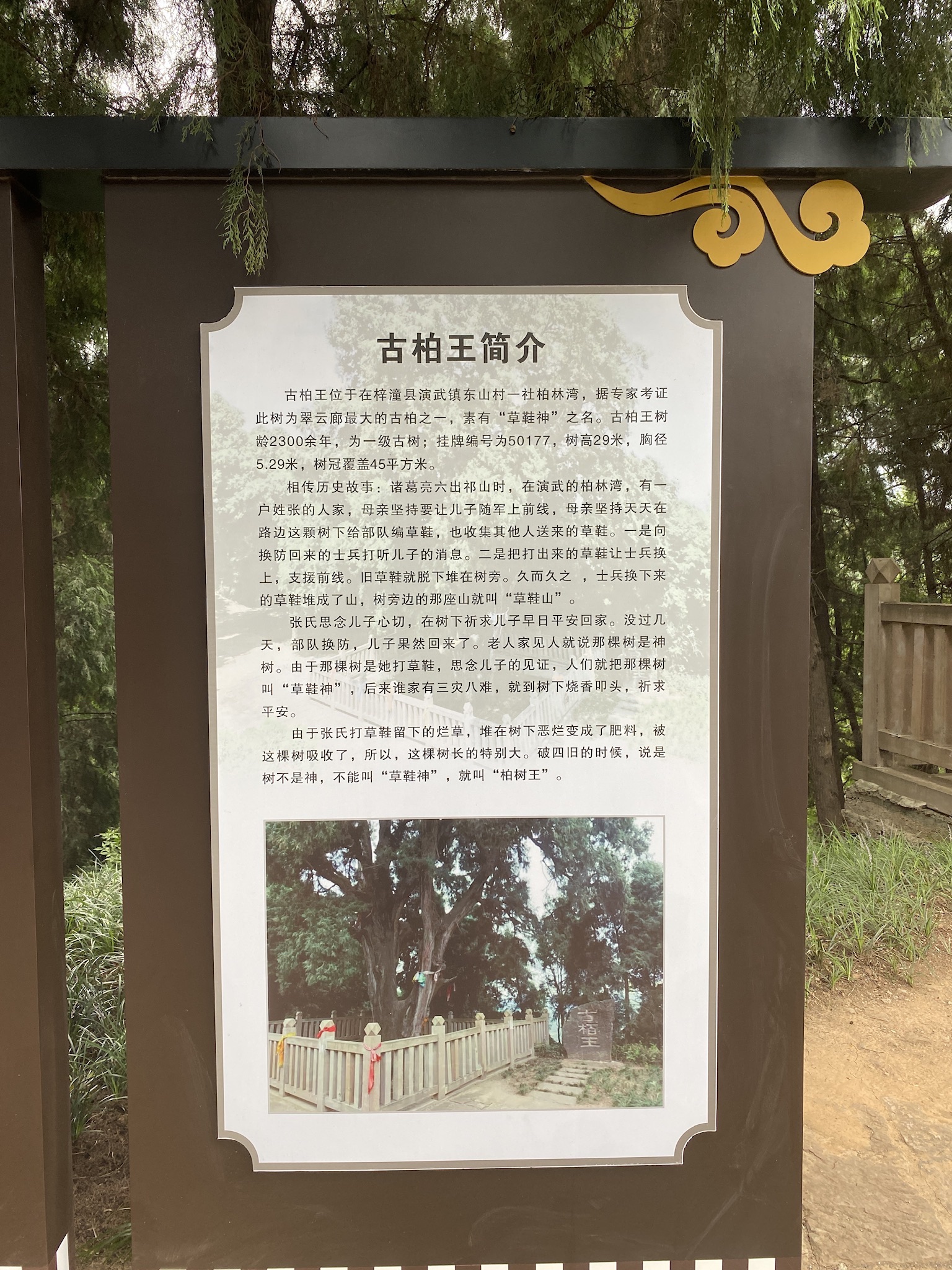 古柏王小微公园