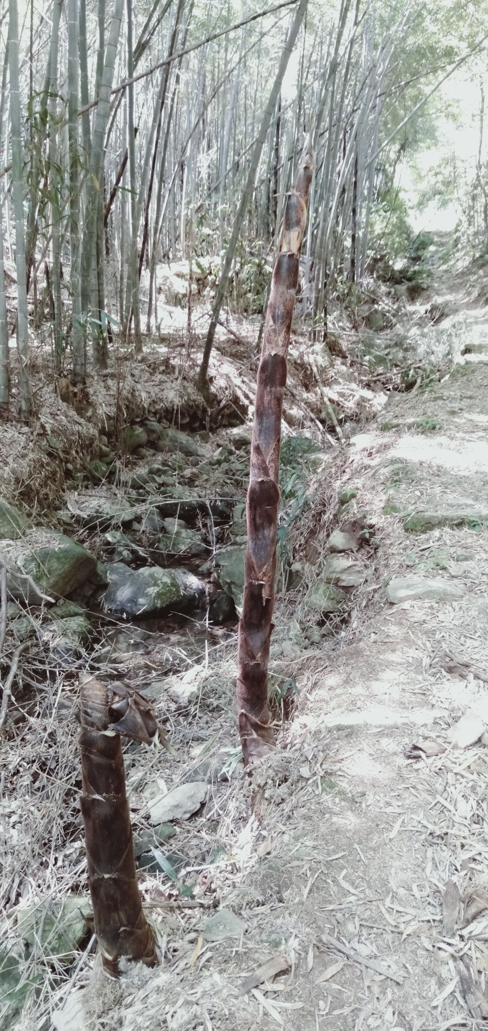 杭坞山游步道