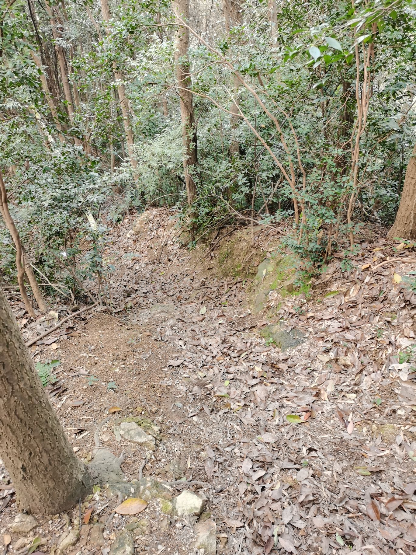 梓坞山森林公园游步道