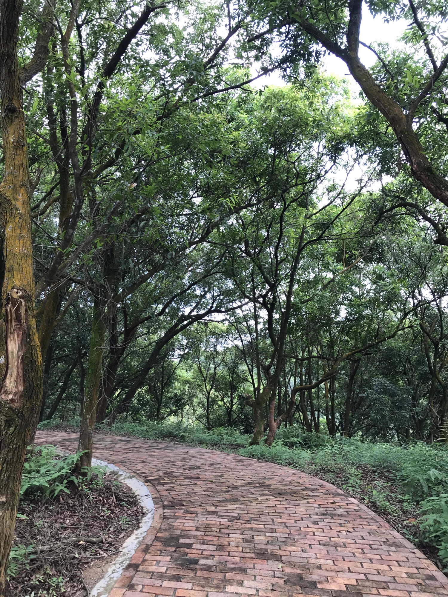 万亩罗浮追绿登山绿道
