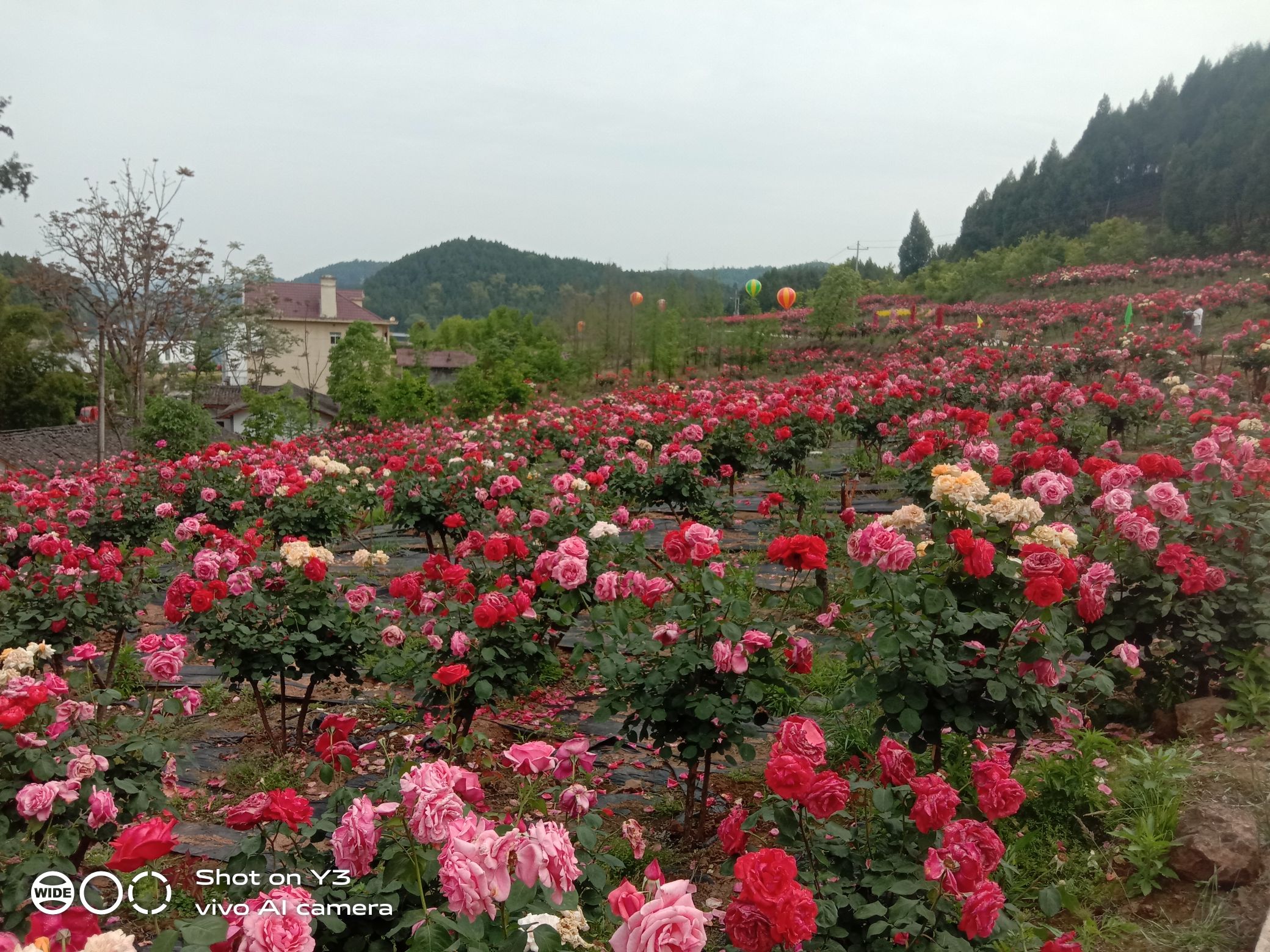 仙湖花海