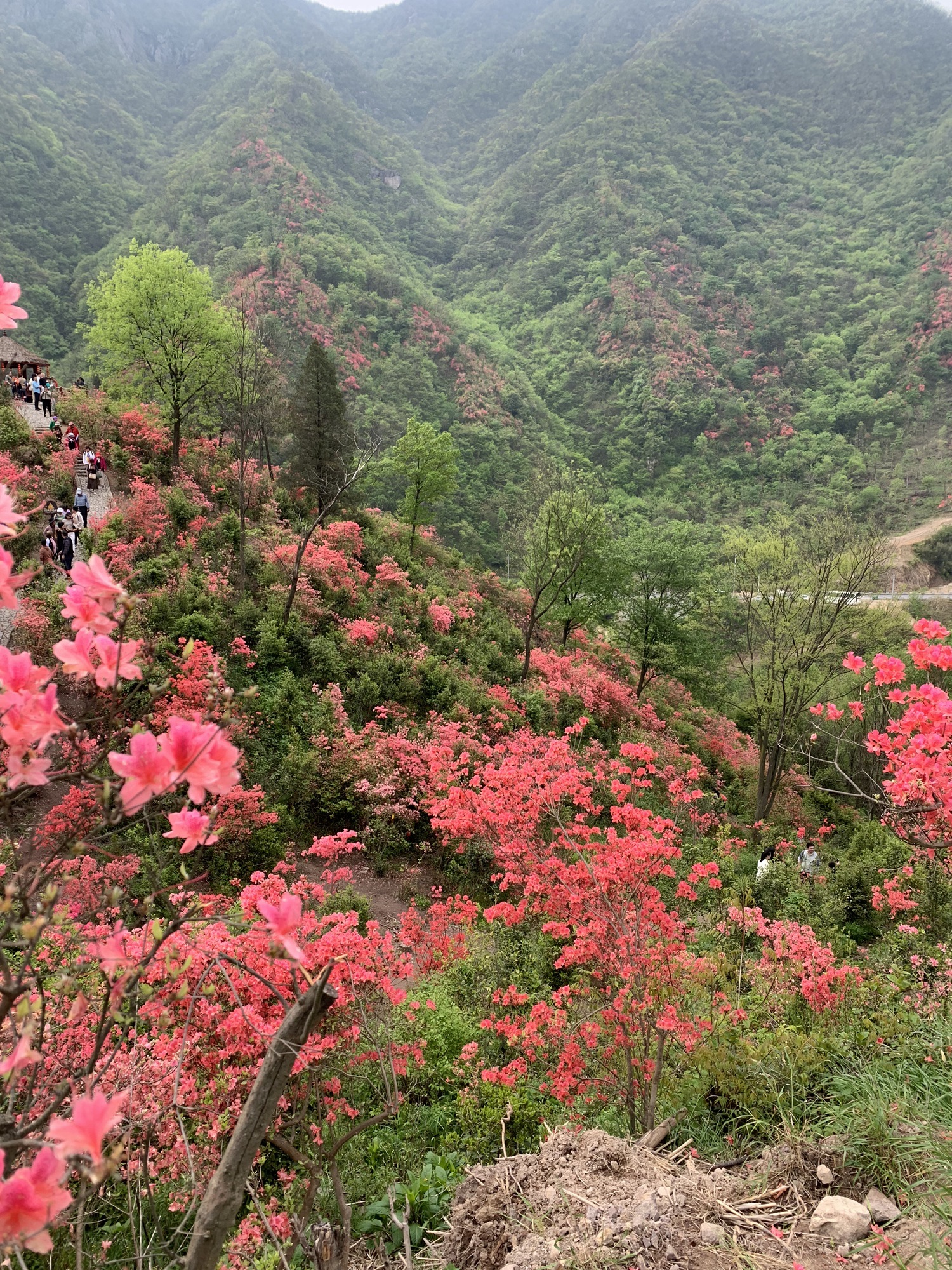 杜鹃岭