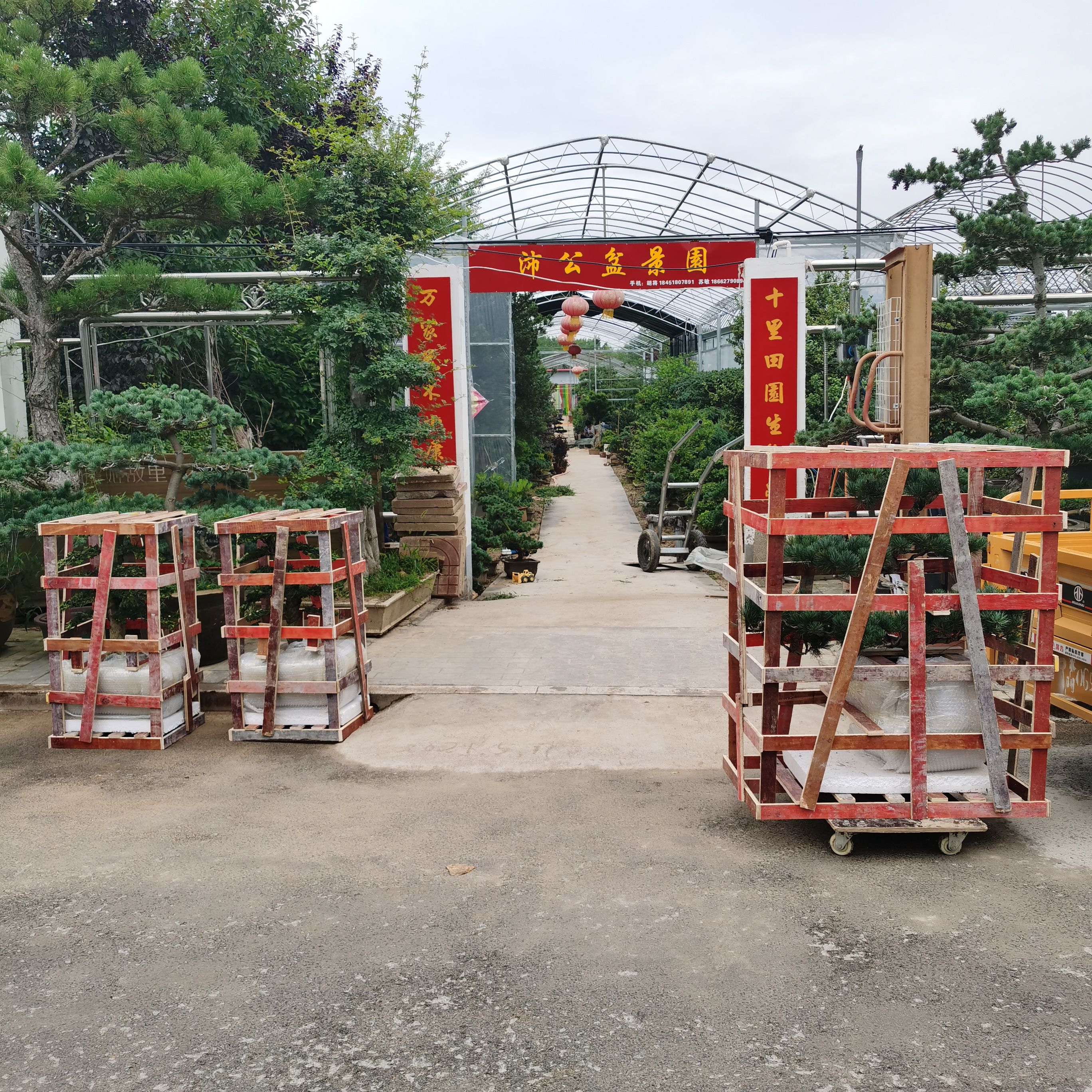 沛公盆景园旅行图片