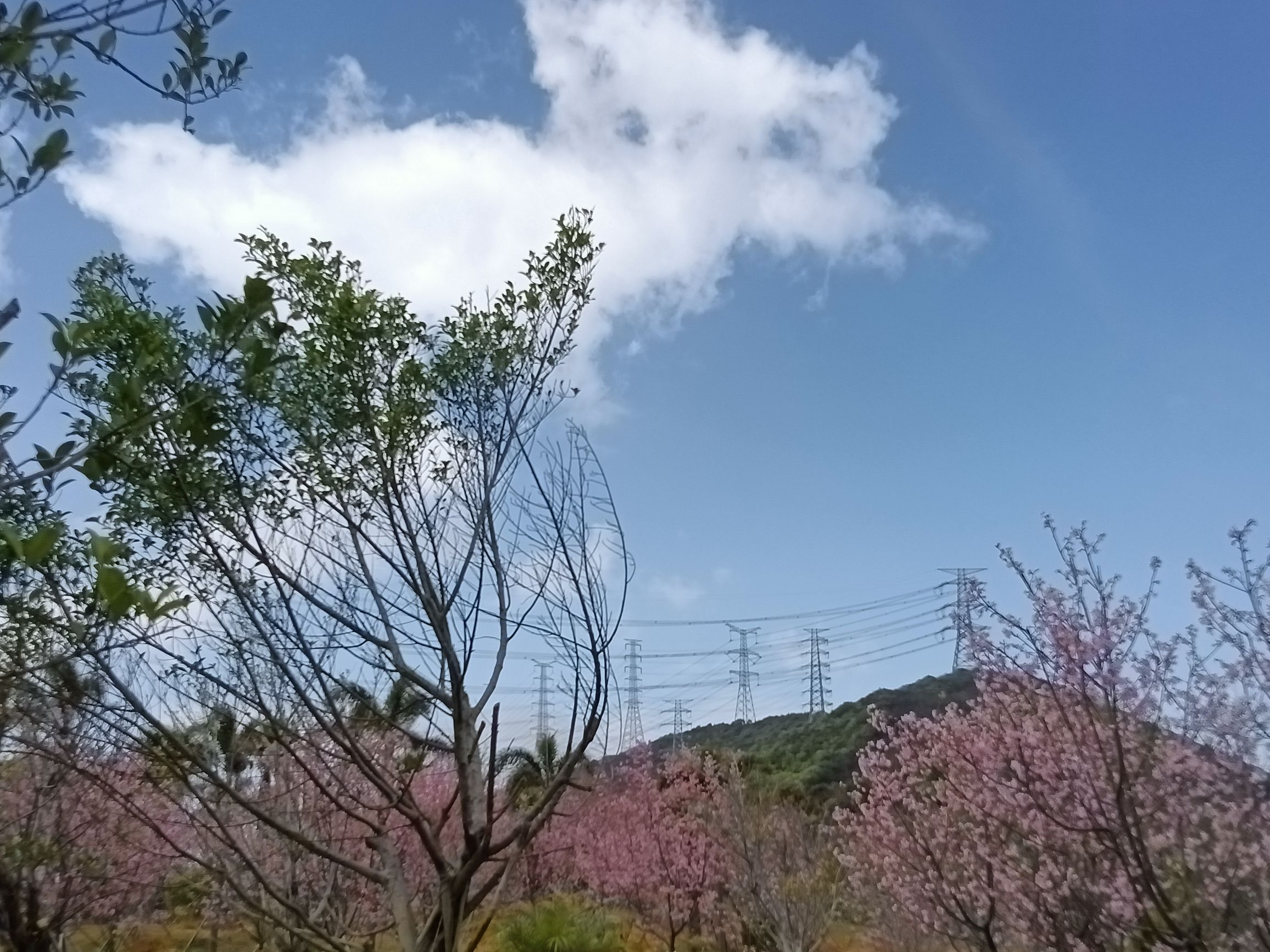 醉樱亭