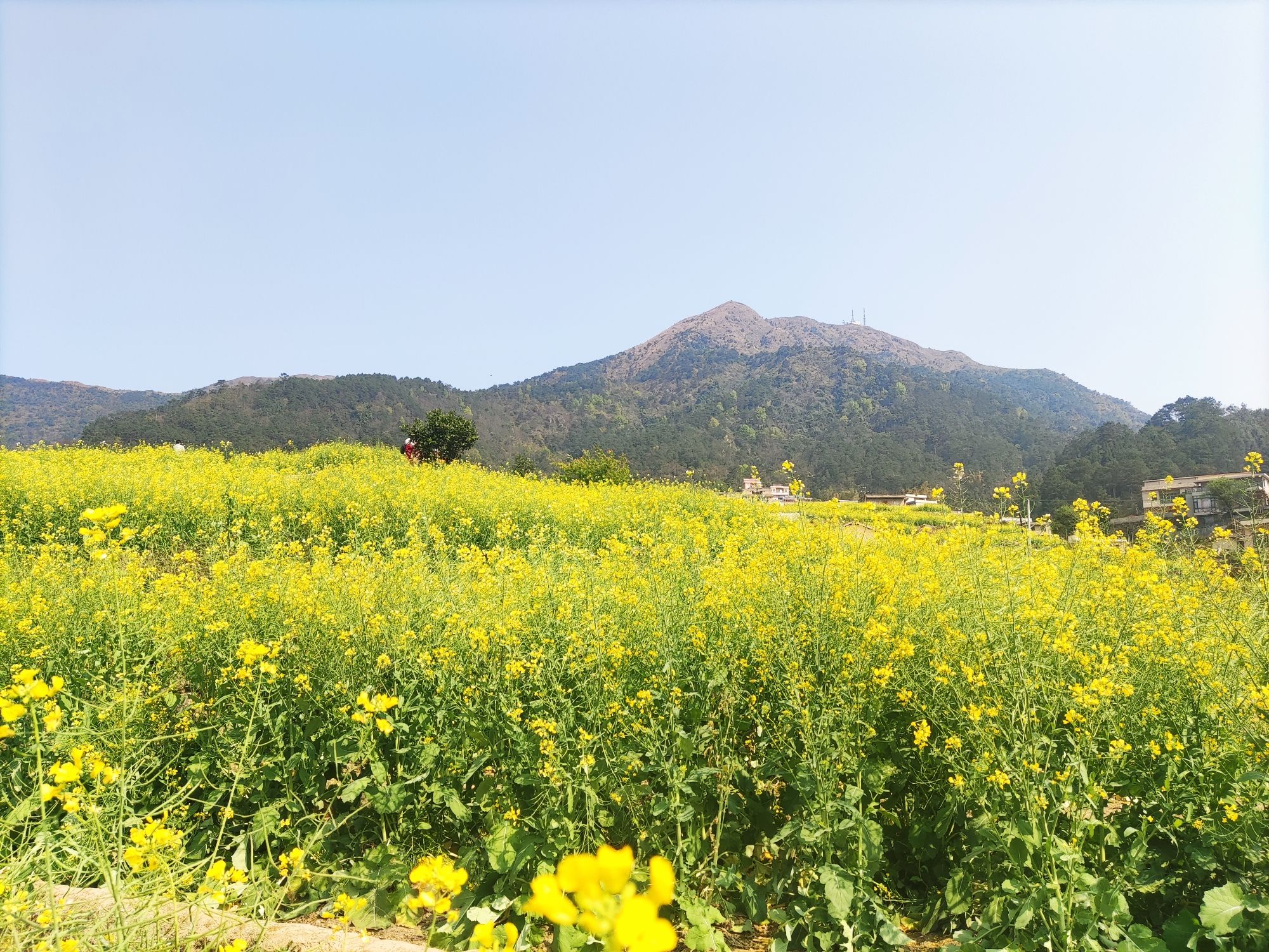 佛荔花海休闲旅游区