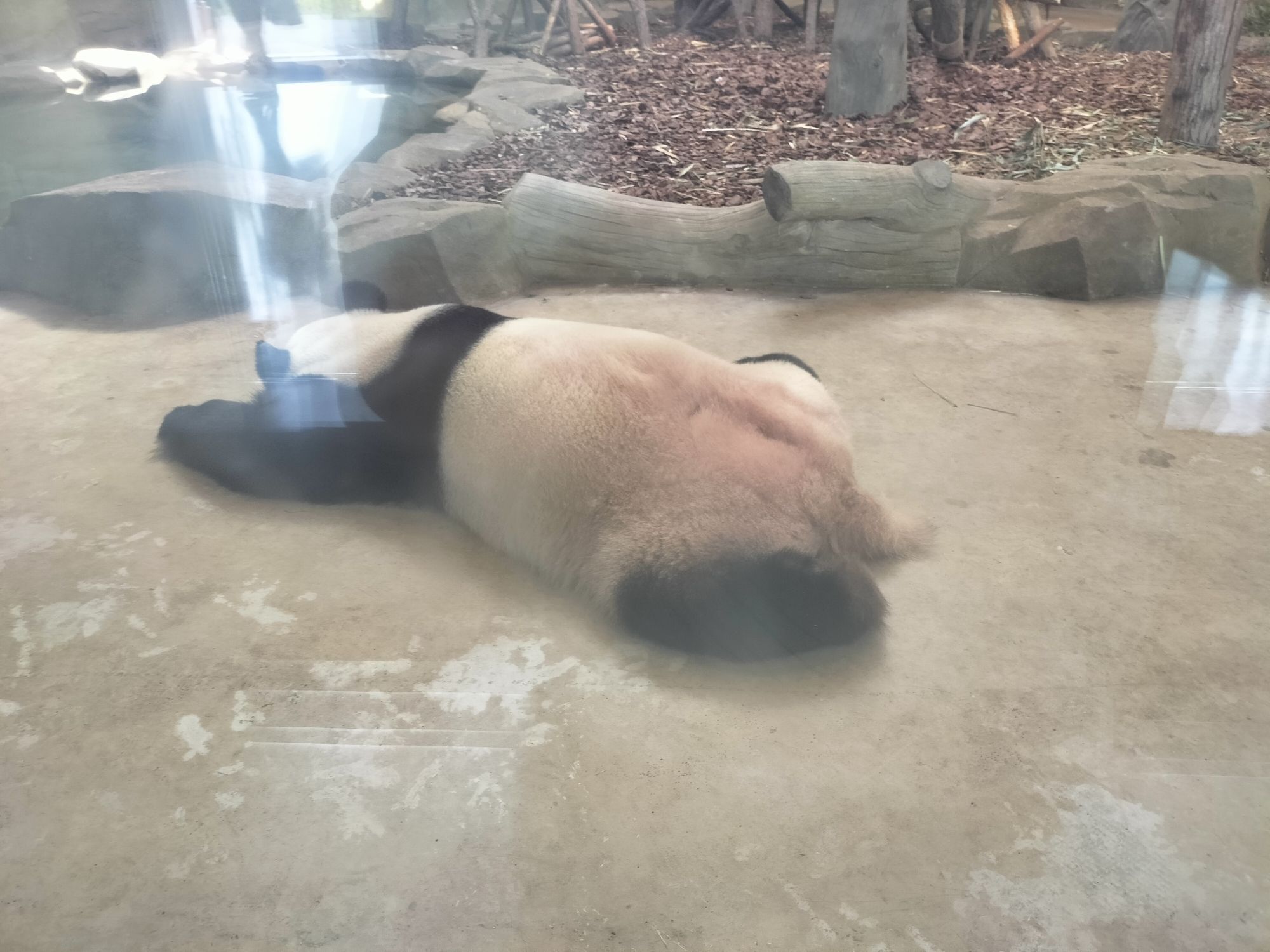熊猫公园