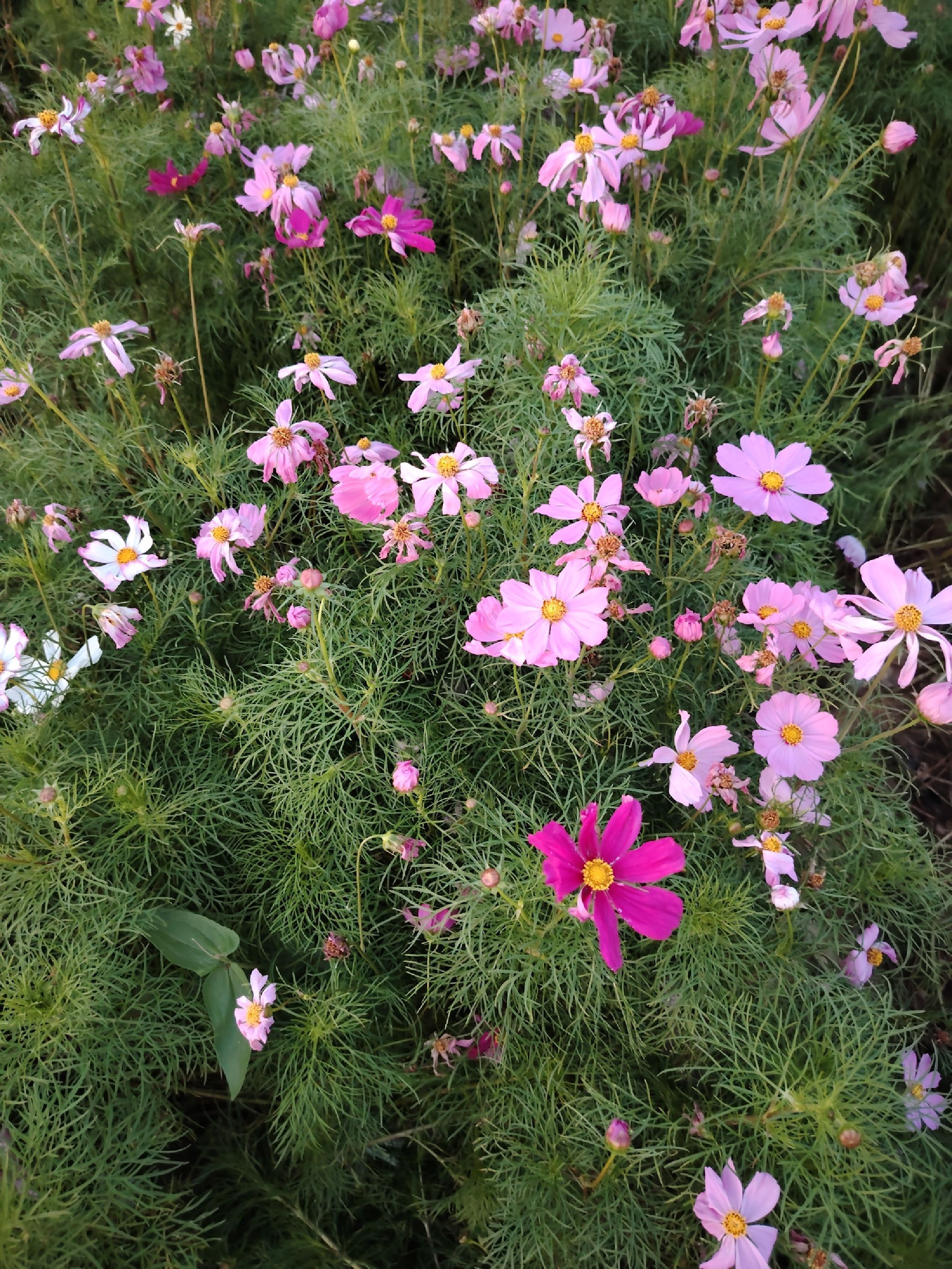 汉江湾桥花田花海旅行图片