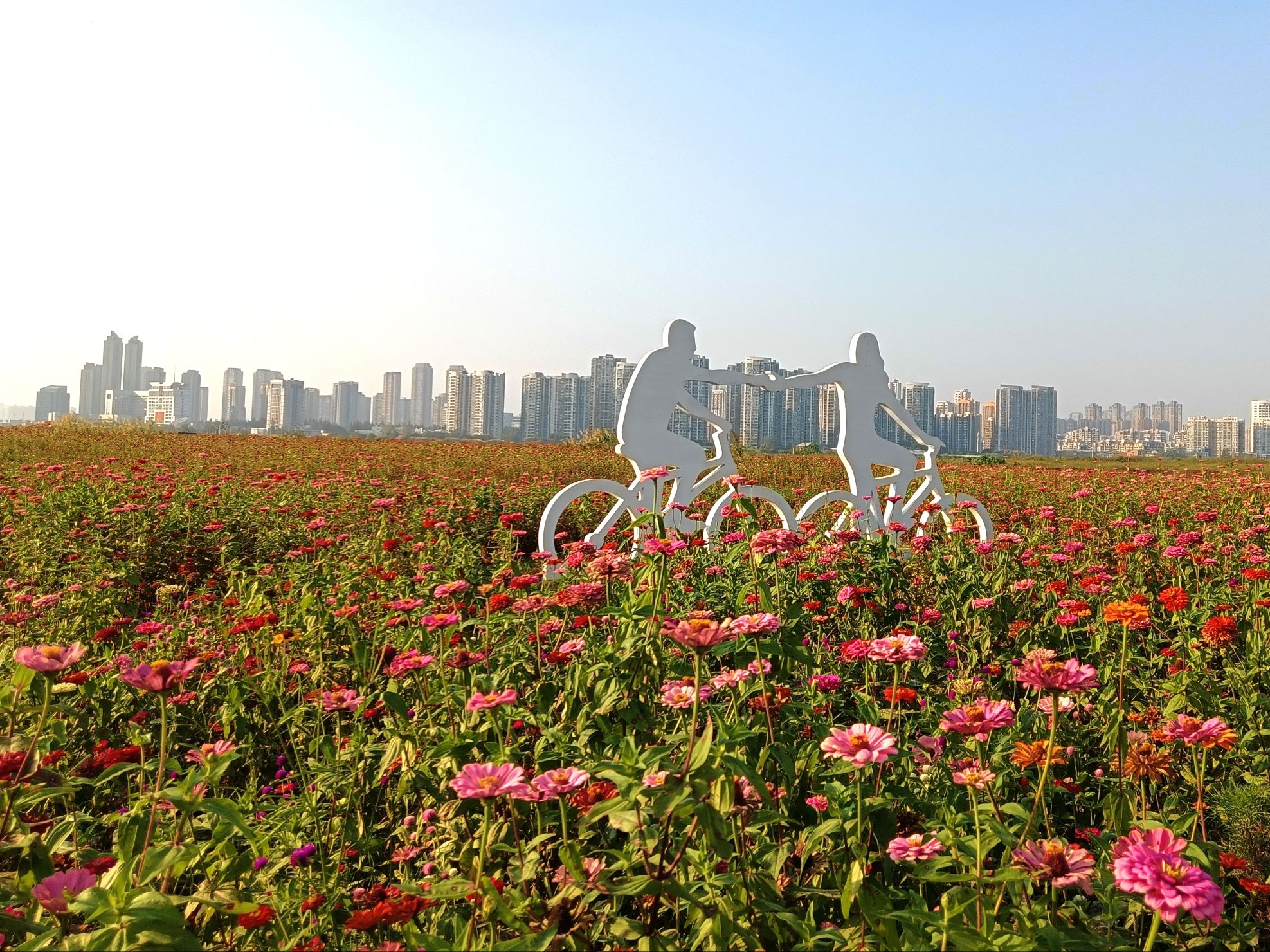 汉江湾桥花田花海旅行图片