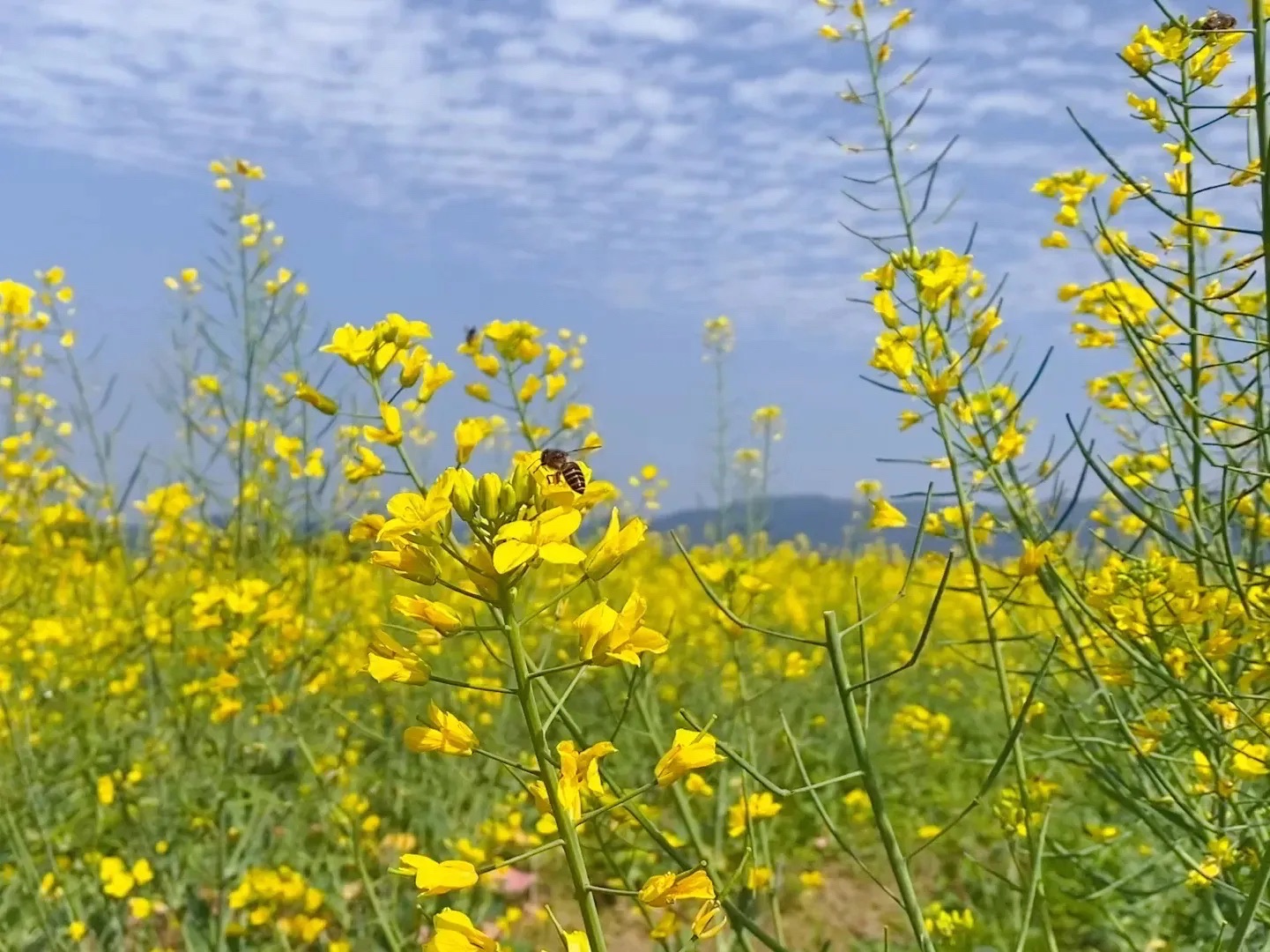 桐浦油菜花海(田园花陌·画意桐浦)