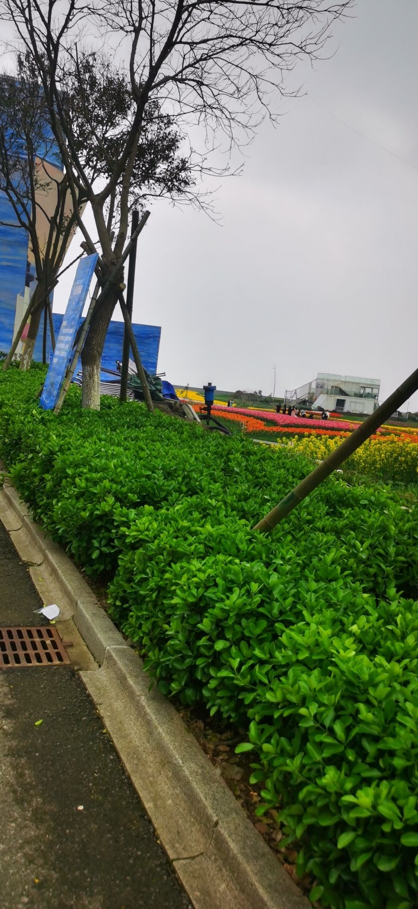 海上明月郁金香花博会