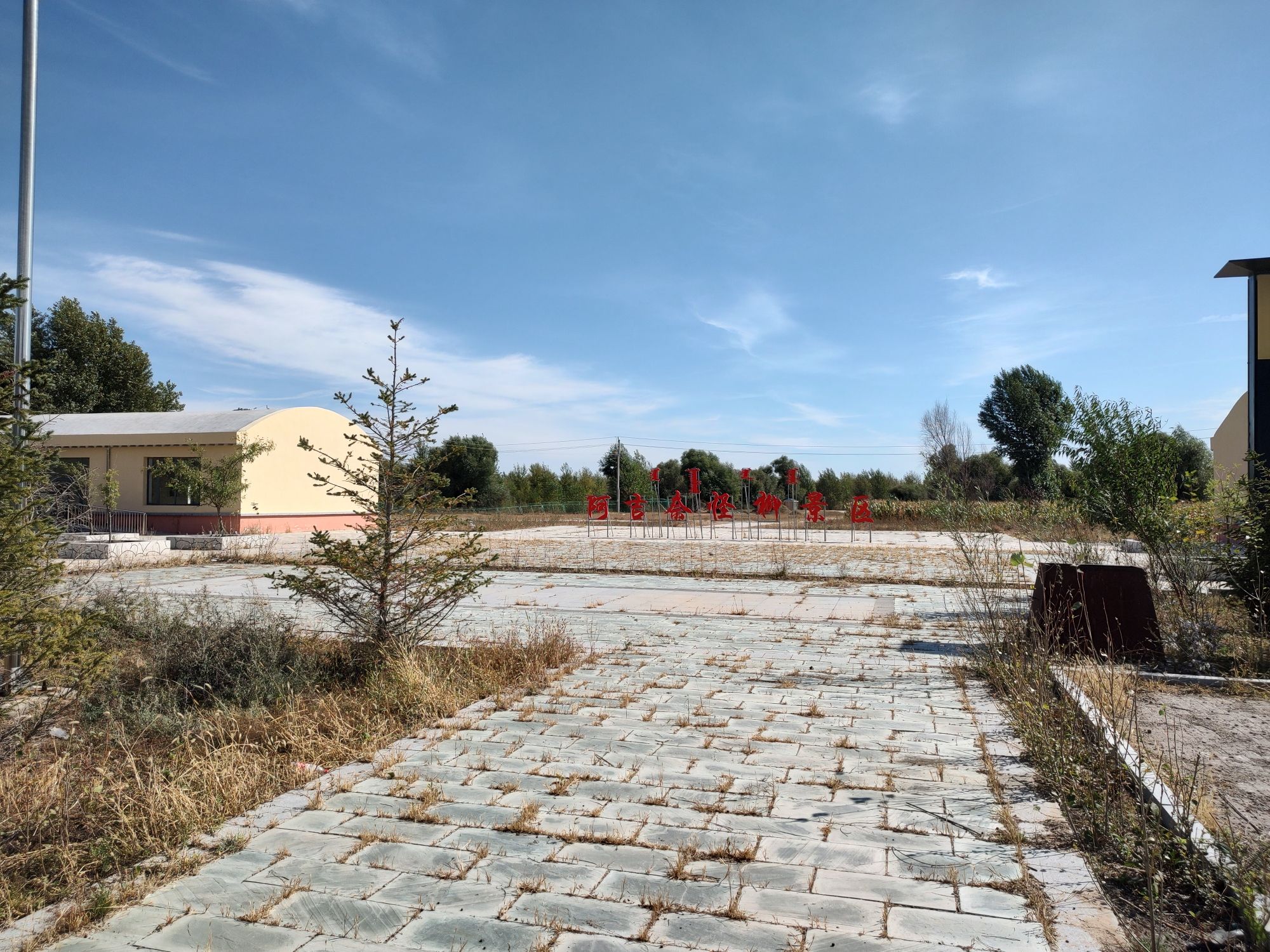 阿吉奈怪柳景区