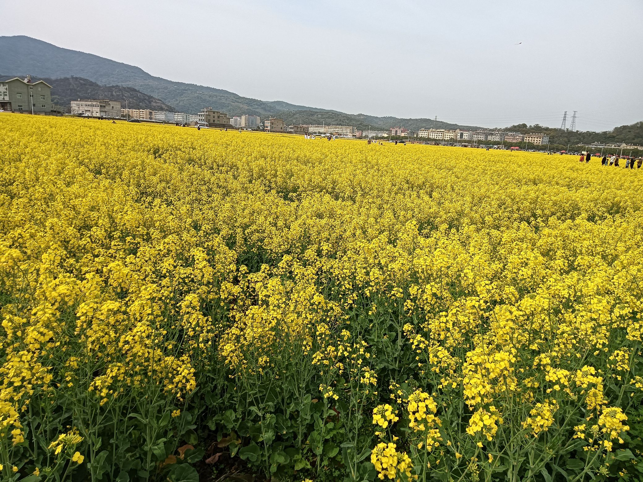 沙门油菜花