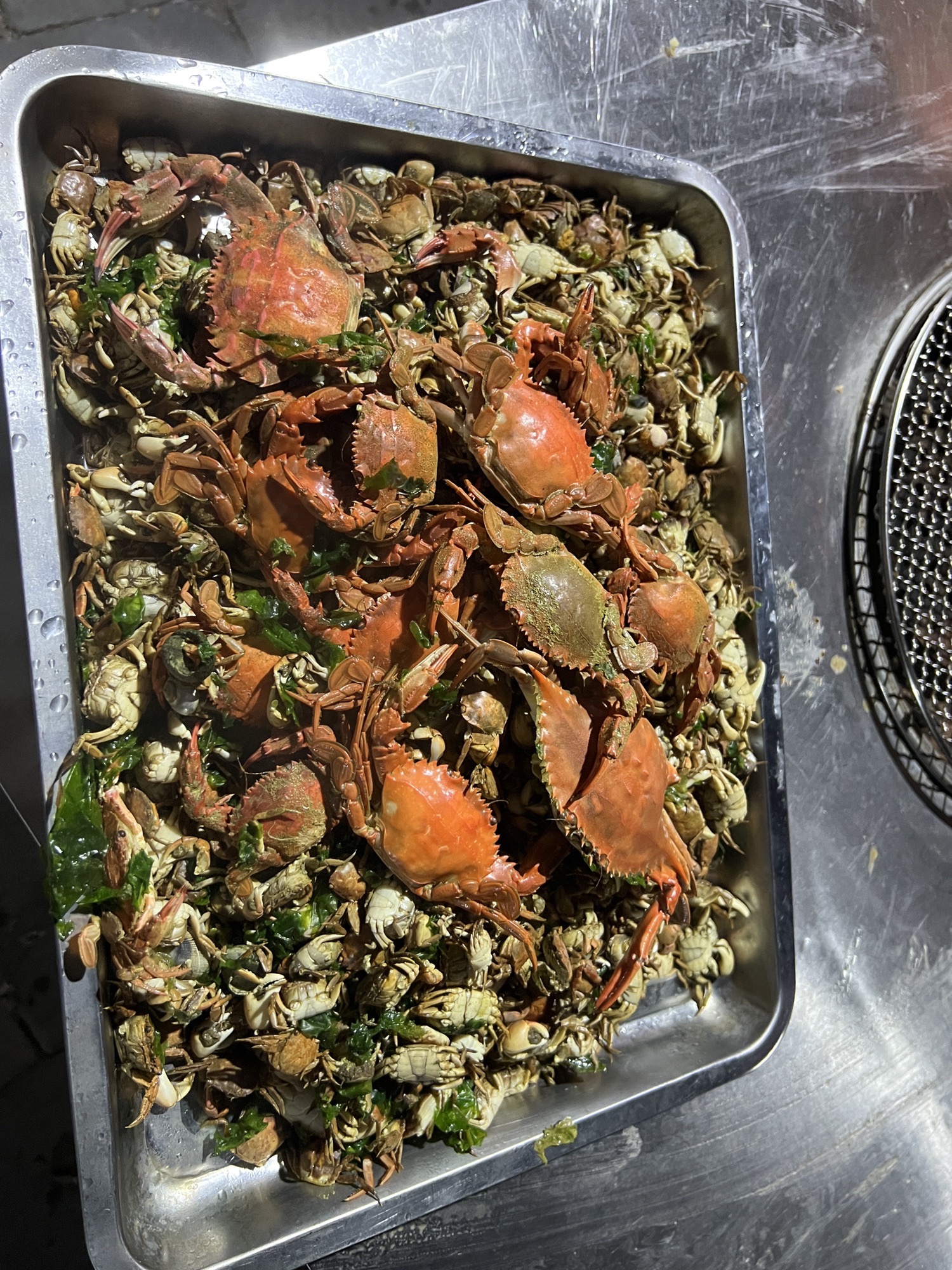 荣成烟墩角胜景鹅湾拾贝(赶海)