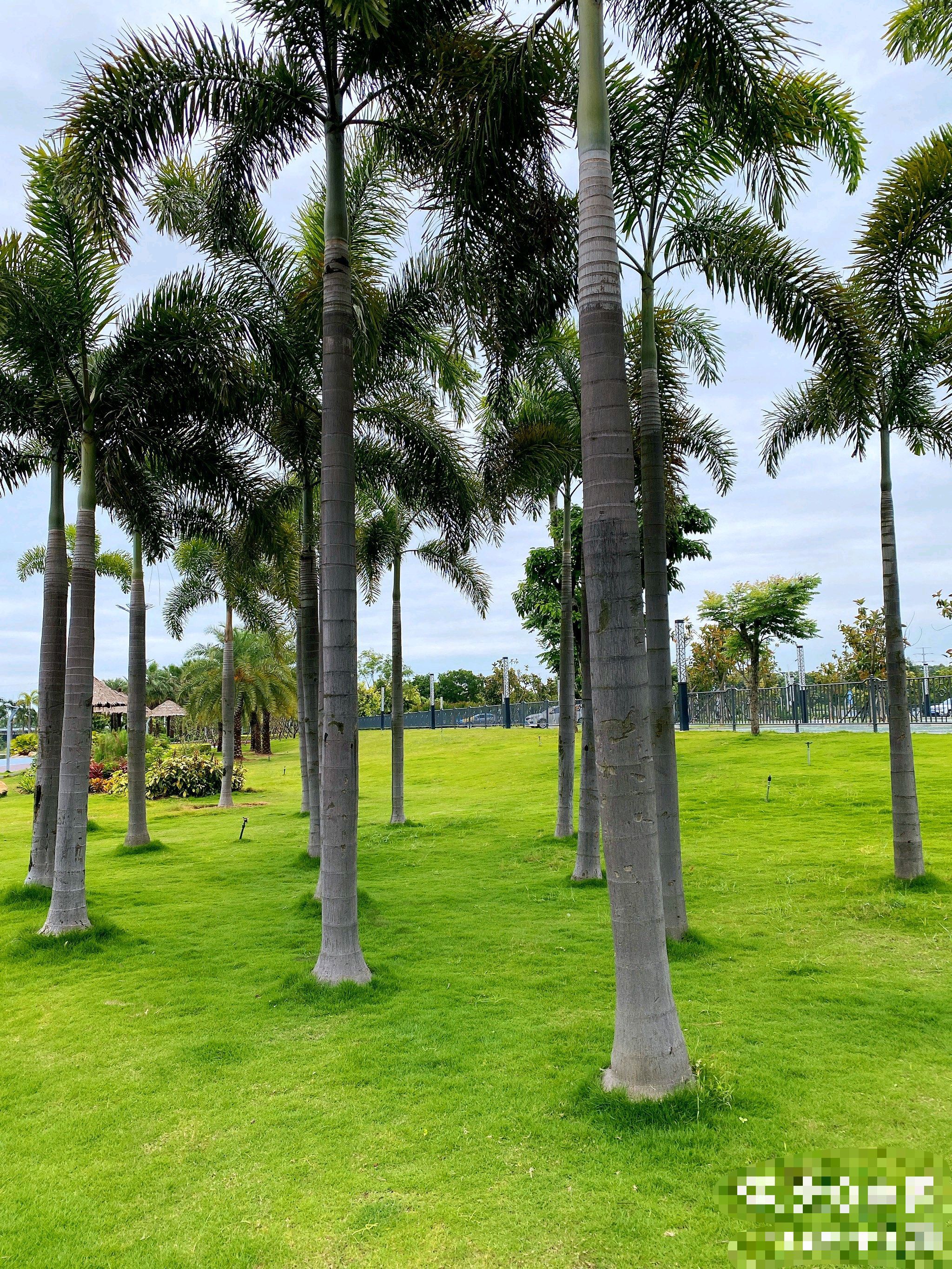 马銮湾南岸滨海公园旅行图片