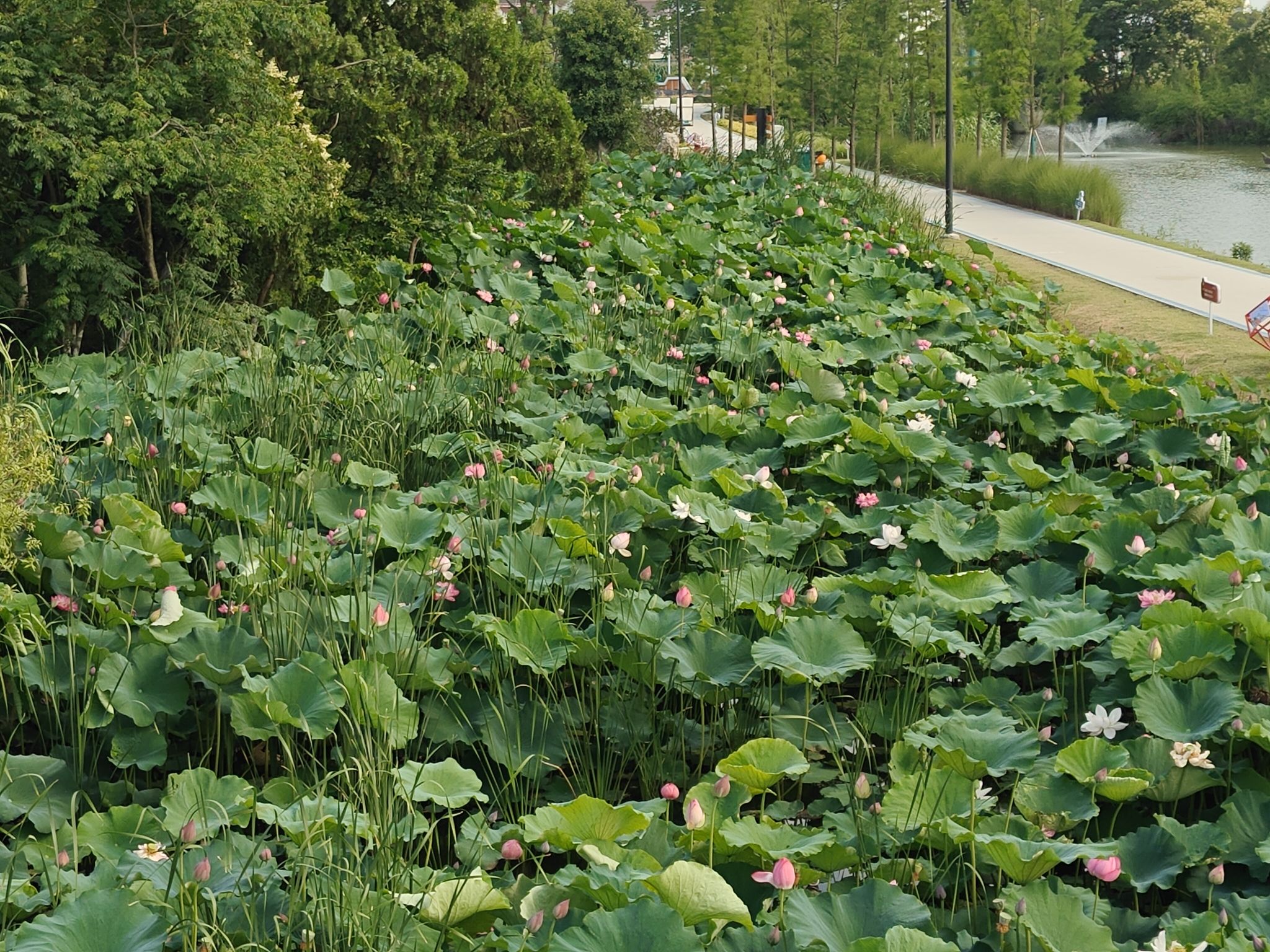 葛庄安全大塘湿地公园