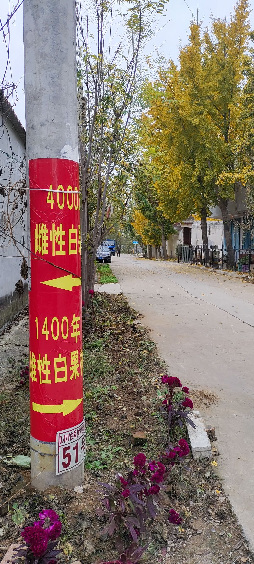 白果树村大白果树