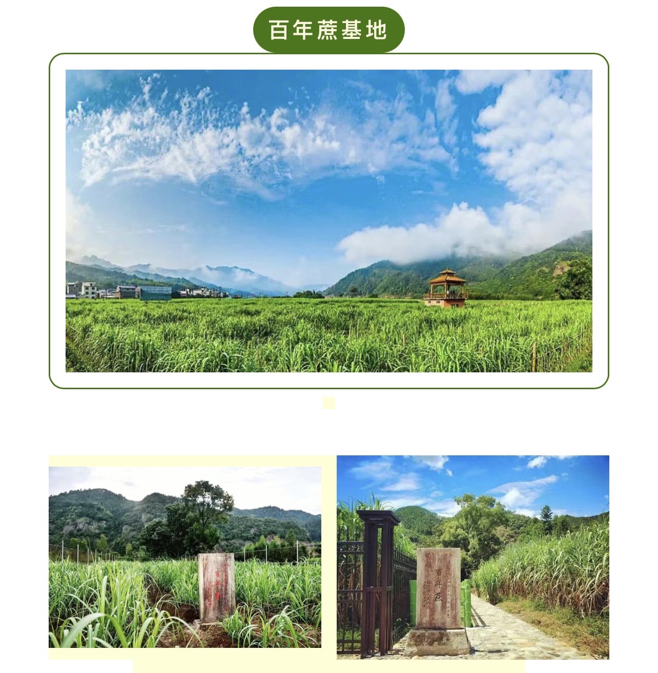松溪县百年蔗保护区