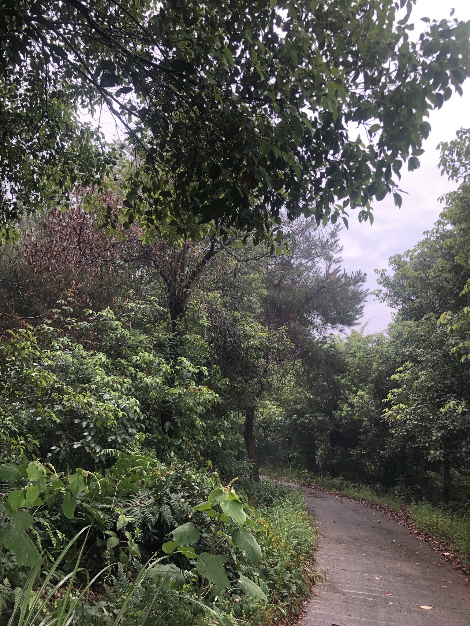 龙泉庵