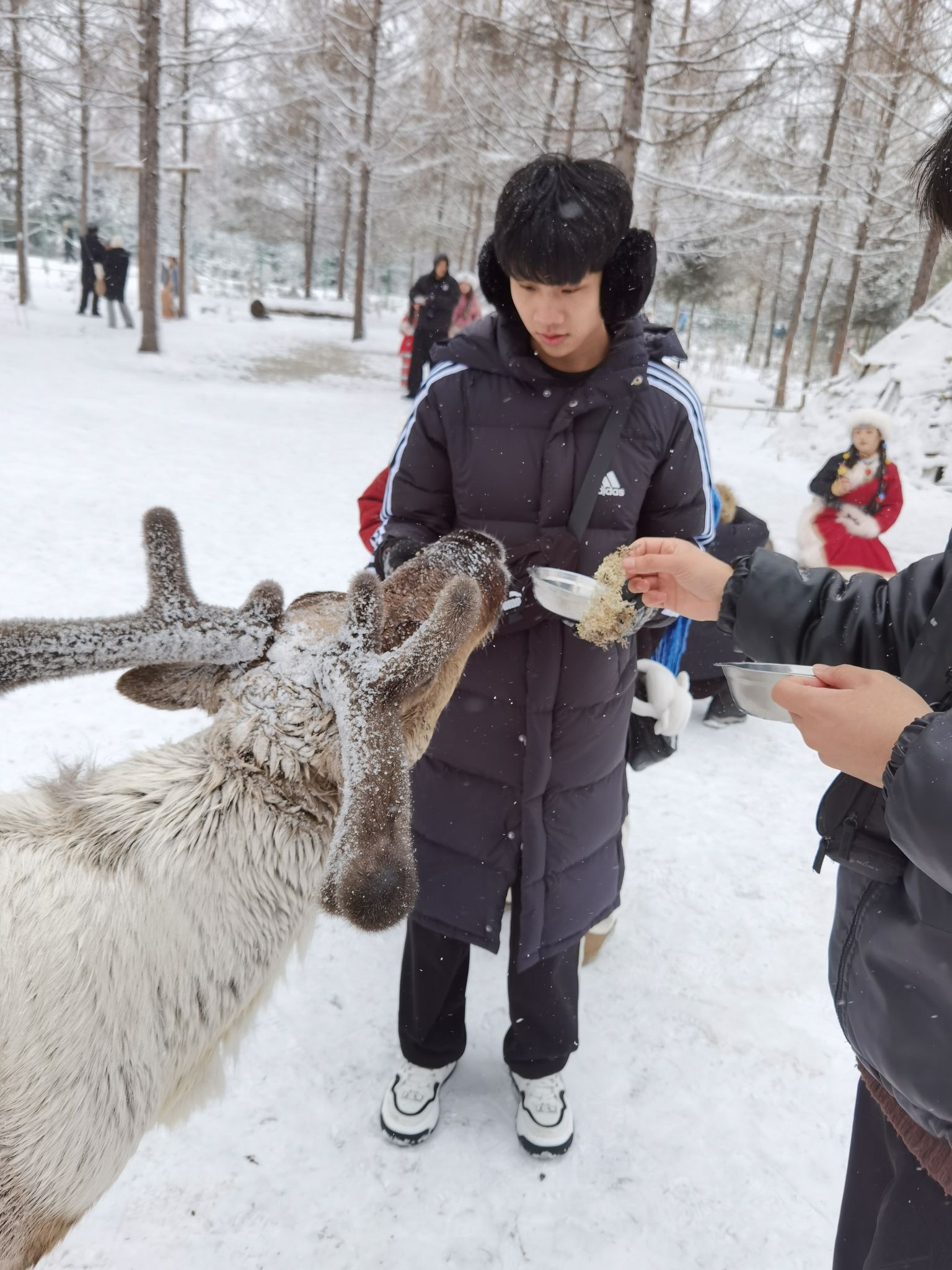 长白山雪绒花驯鹿园旅行图片