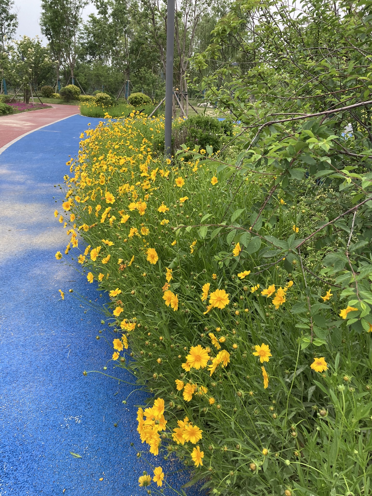 林幽蝉鸣