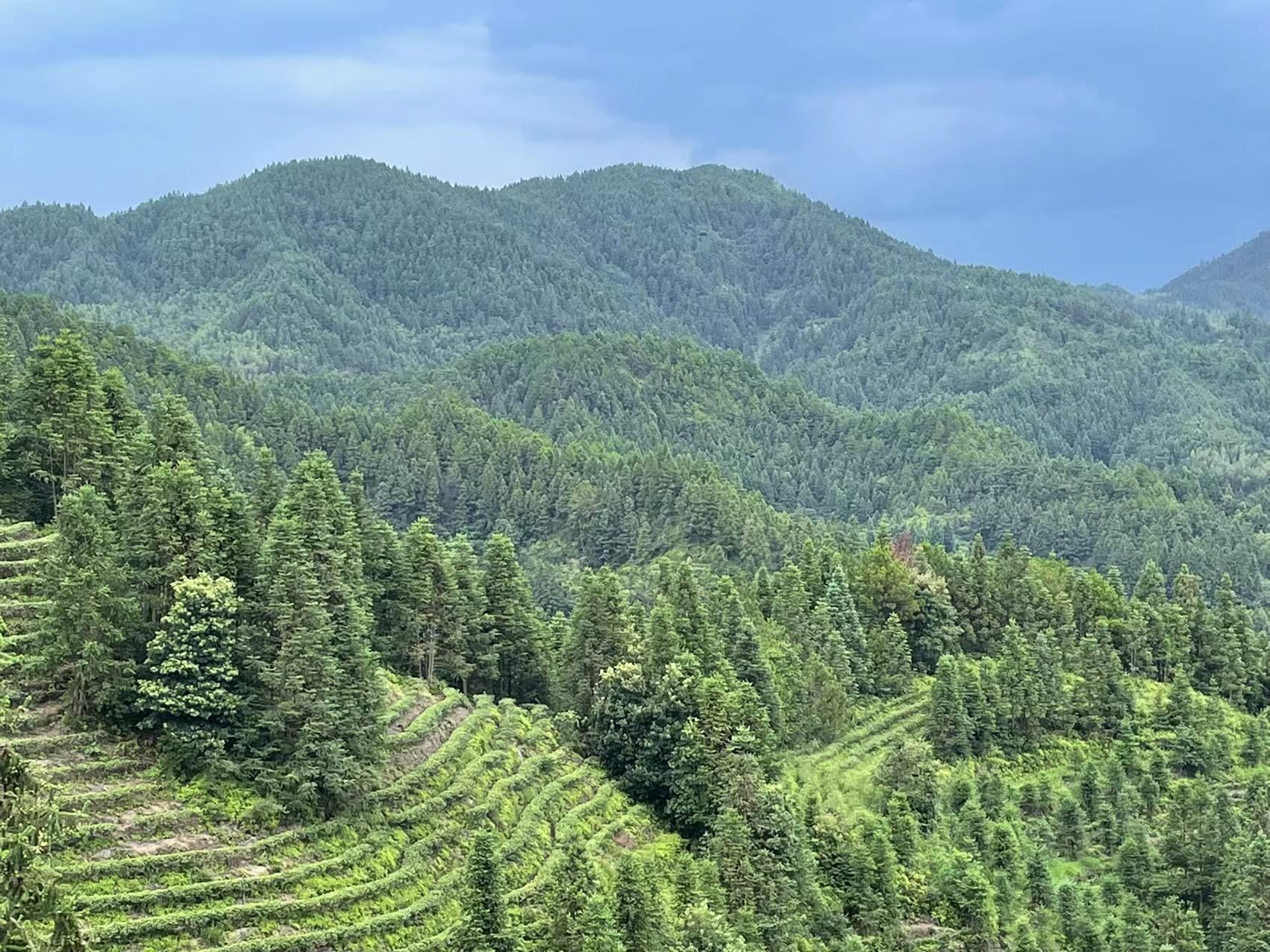 万亩玲珑茶叶观光园