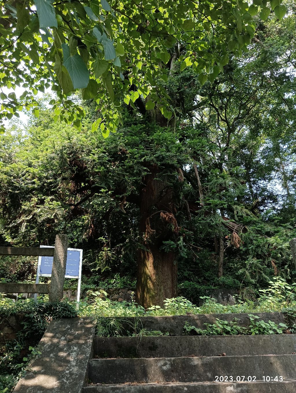 安徽省一级古树杉木