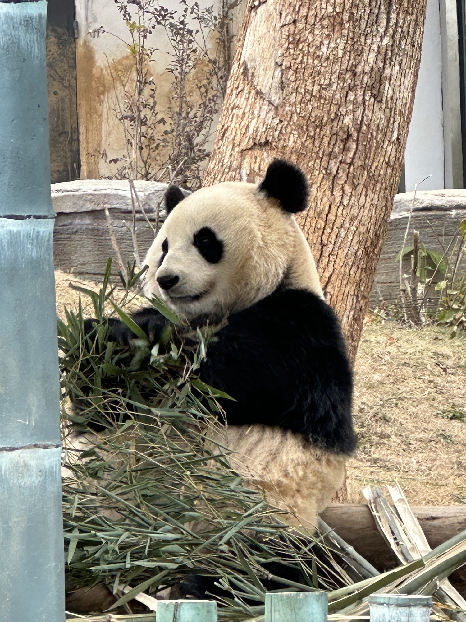 岳阳中华大熊猫苑旅行图片