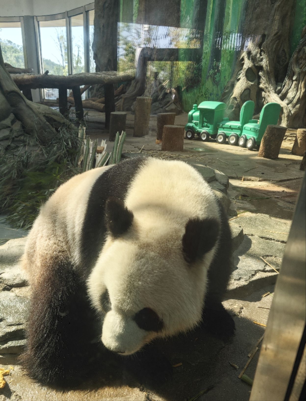 岳阳中华大熊猫苑旅行图片