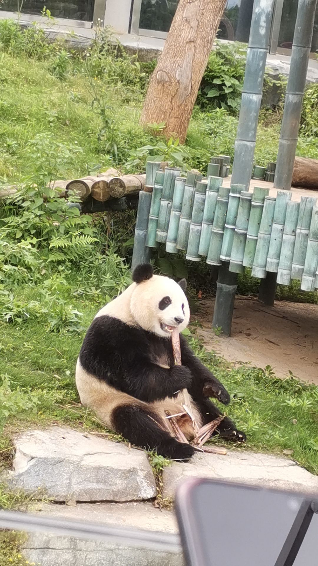 岳阳中华大熊猫苑旅行图片