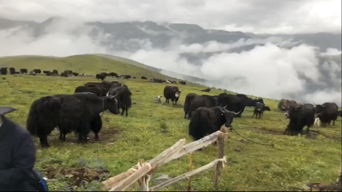 理塘县遇见仓央观景台旅行图片