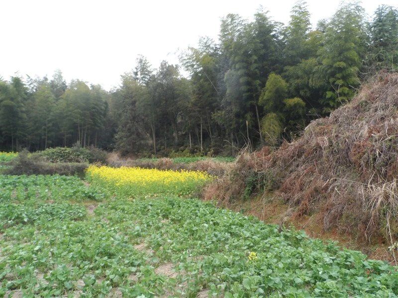 井源千年银杏旅行图片