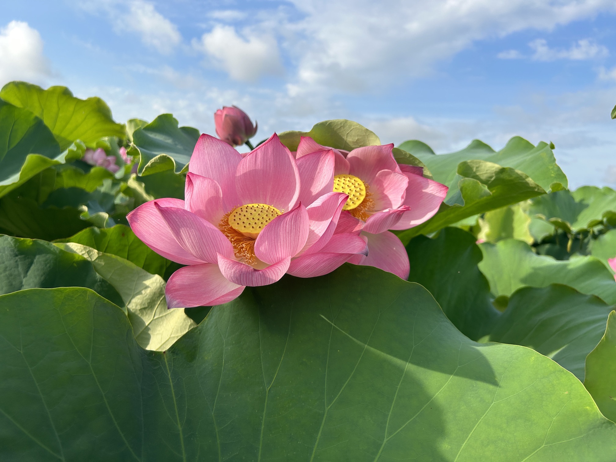 厚禄村荷花风景园