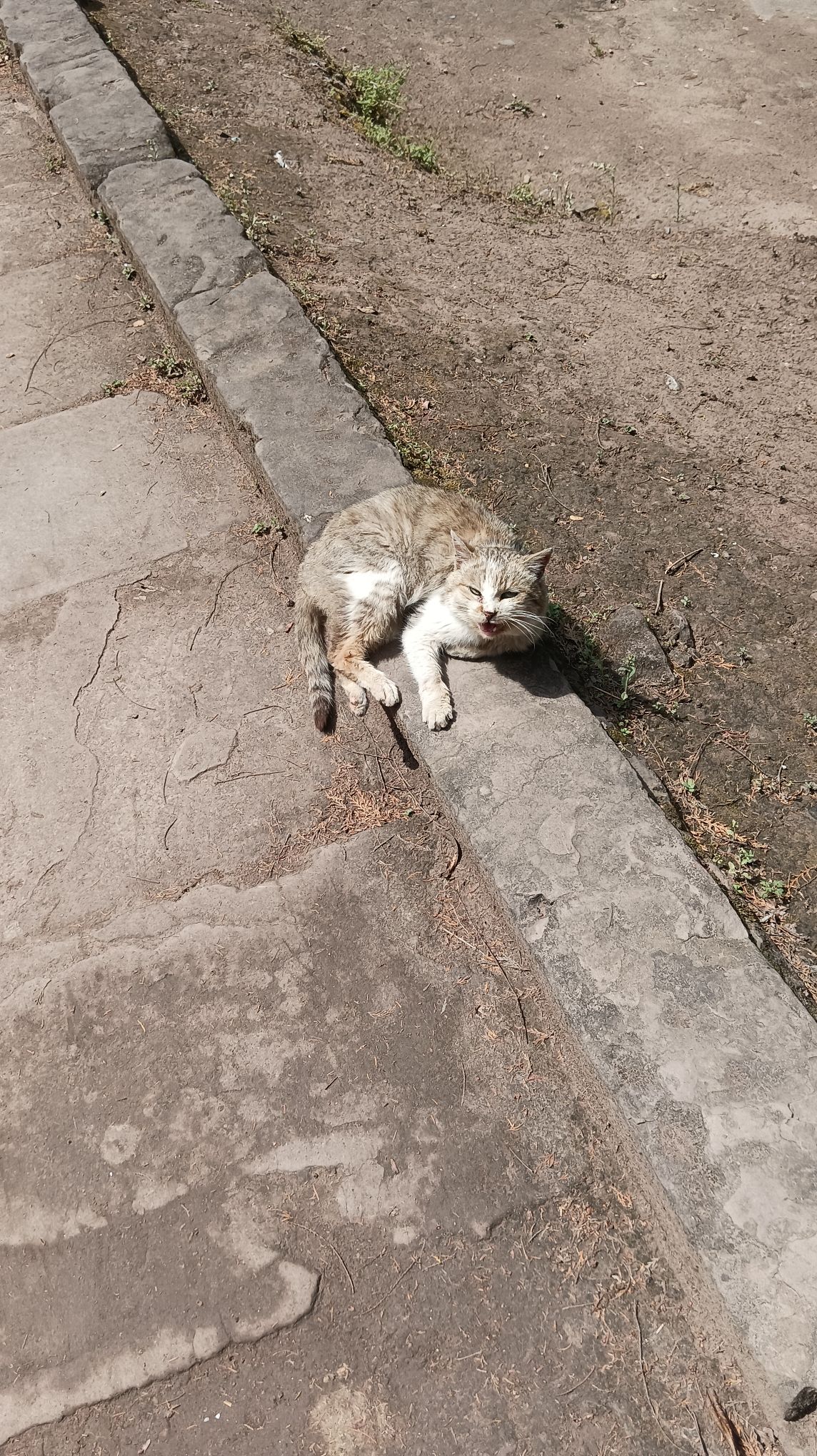 谭猫殿