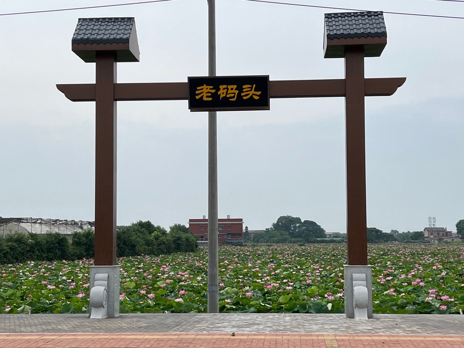 老码头荷花园