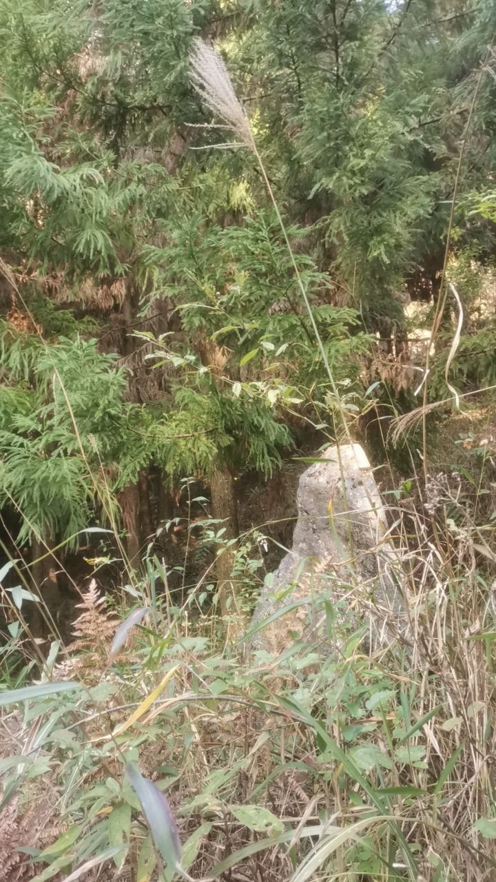 大山坟尾巴洞