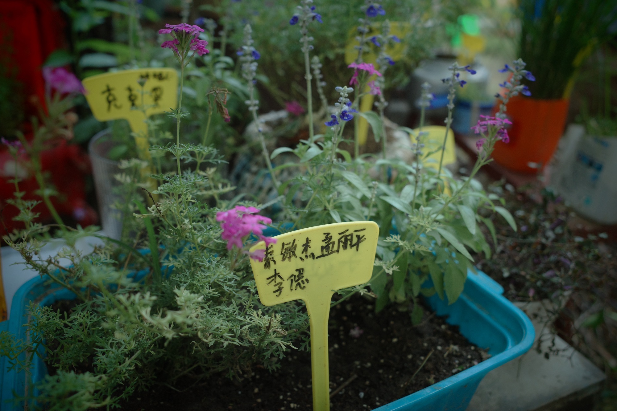 大孟社区民众花园