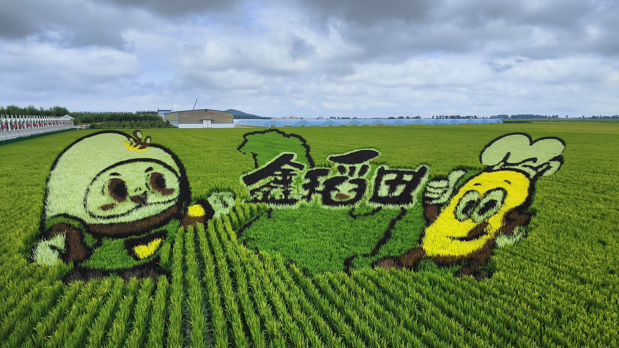 江川农场稻田画